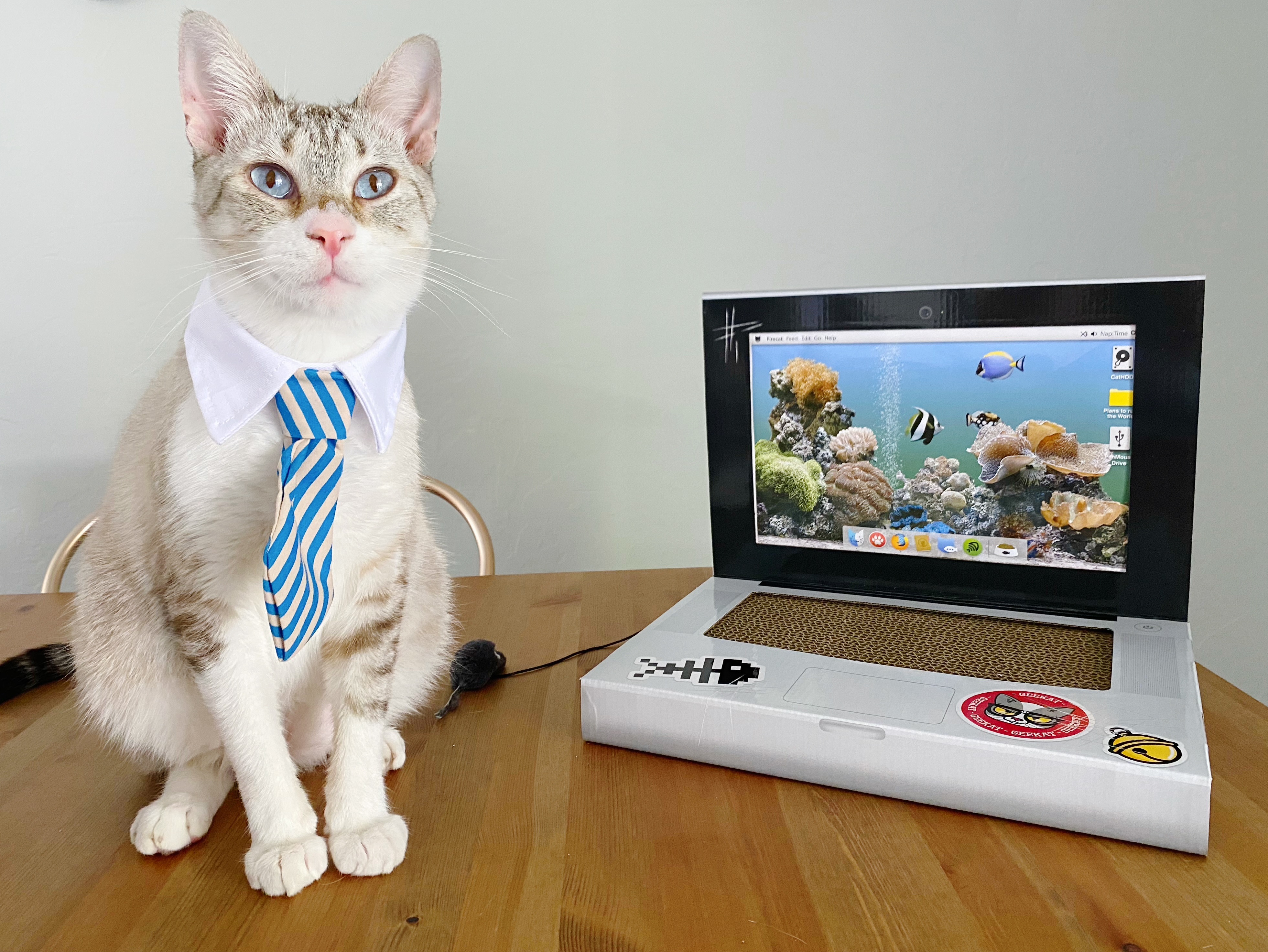 Help Mr. Business Recover from Emergency Vet Visit campaign photo, 4 of 8