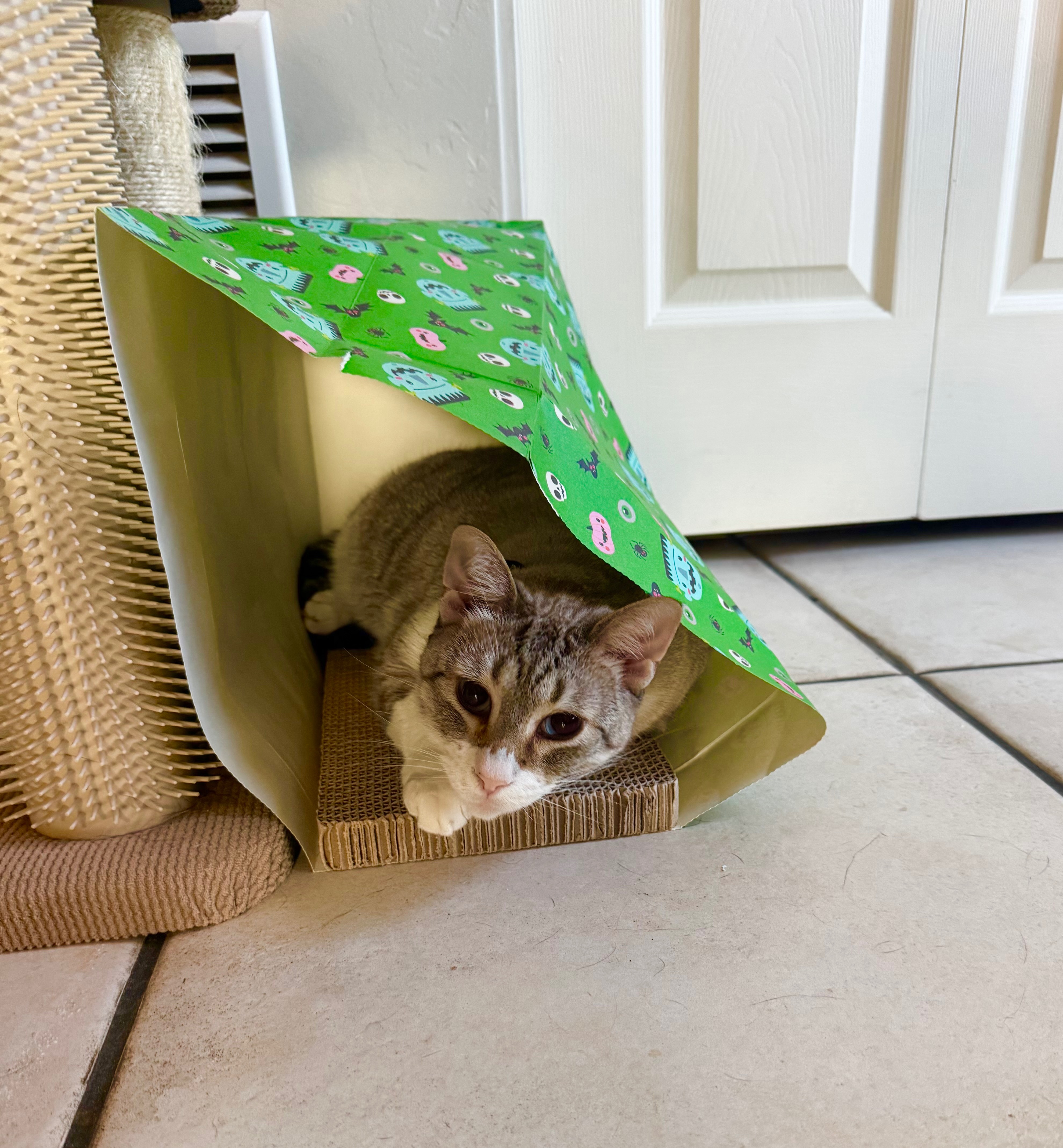 Help Mr. Business Recover from Emergency Vet Visit campaign photo, 5 of 8