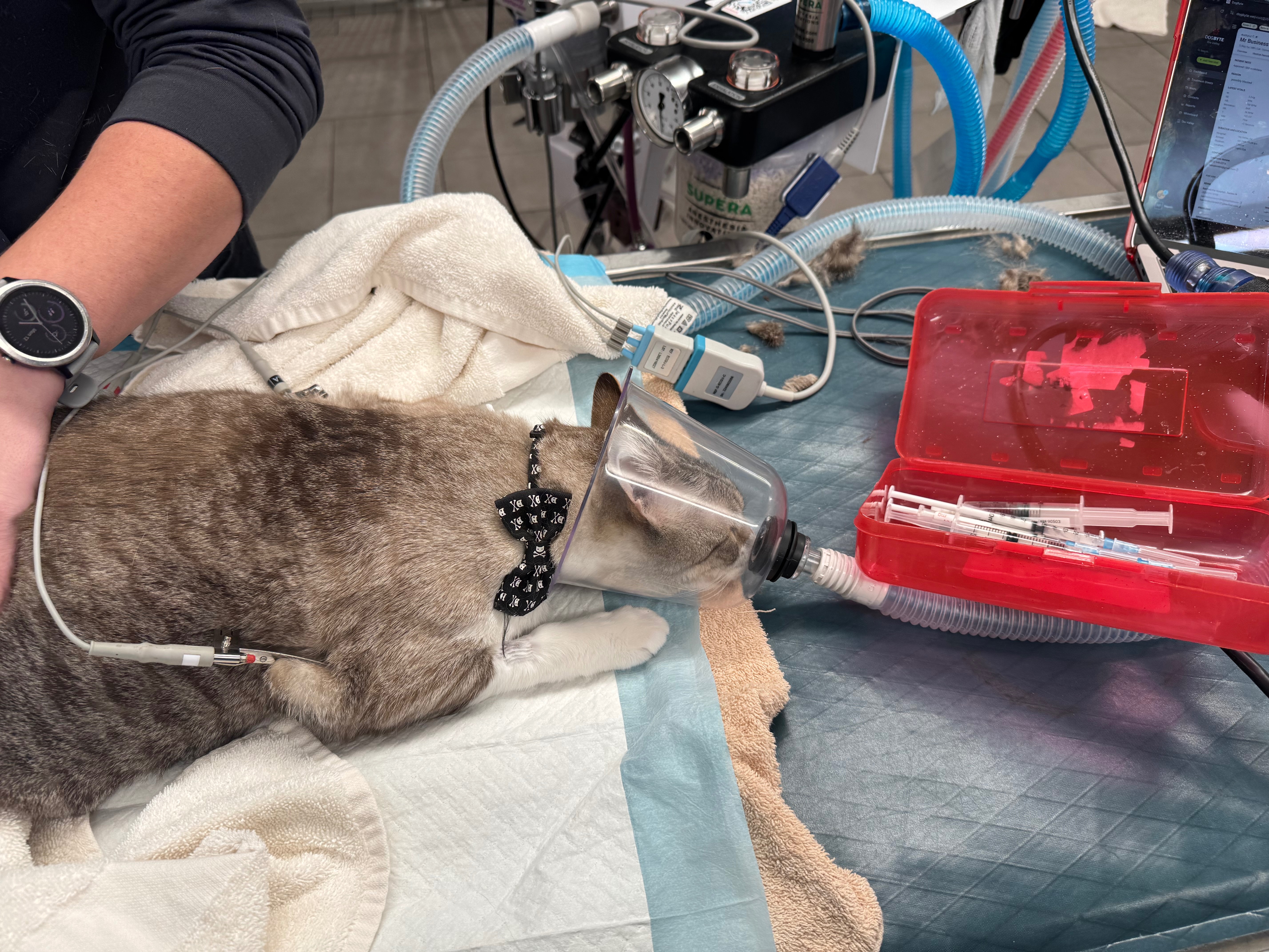 Help Mr. Business Recover from Emergency Vet Visit campaign photo, 6 of 8