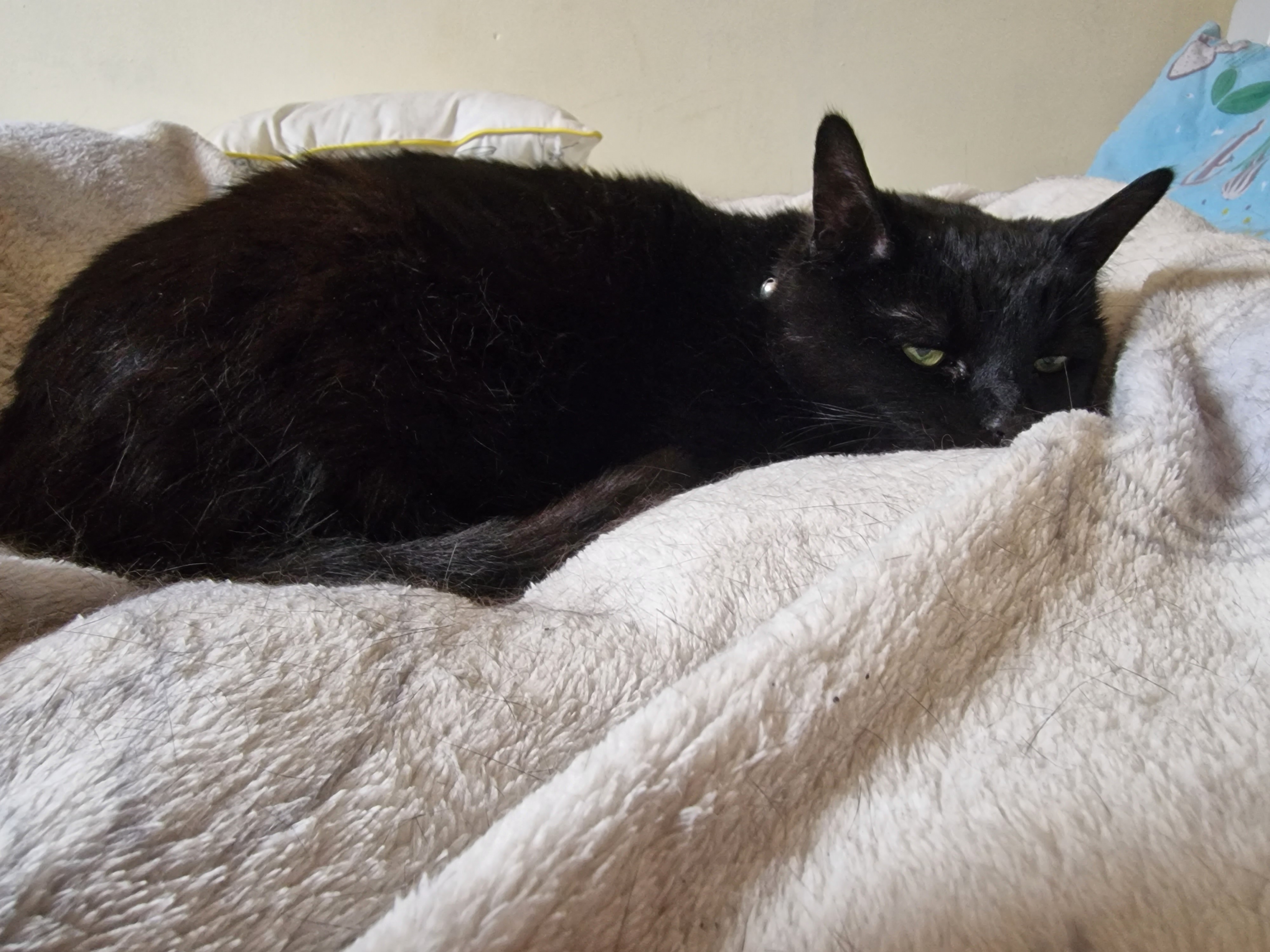 Veterinary bill help campaign photo, 2 of 7