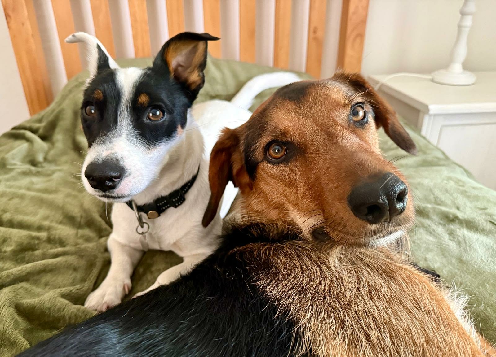 Saving Leo and Tilly campaign photo, 4 of 7