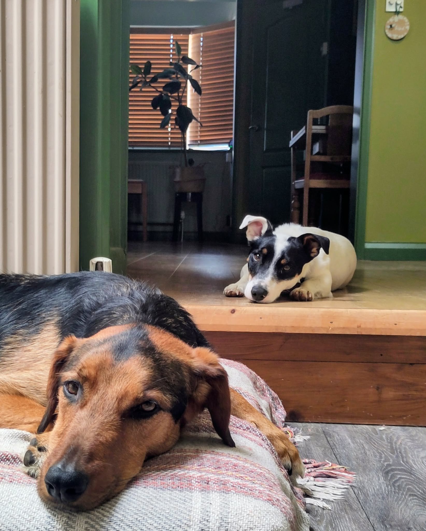 Saving Leo and Tilly campaign photo, 5 of 7