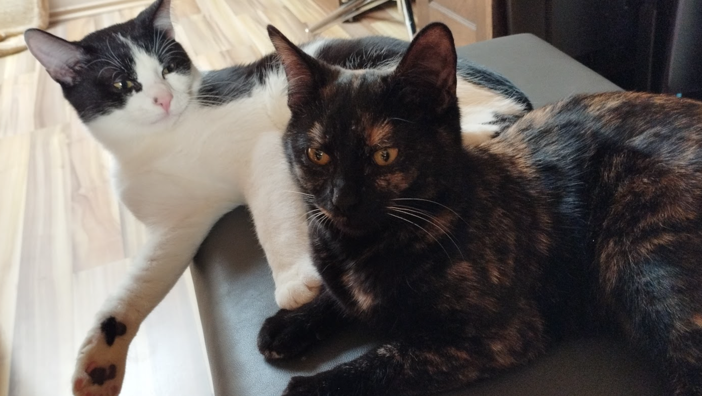 Luke und Leia verdienen eine Chance