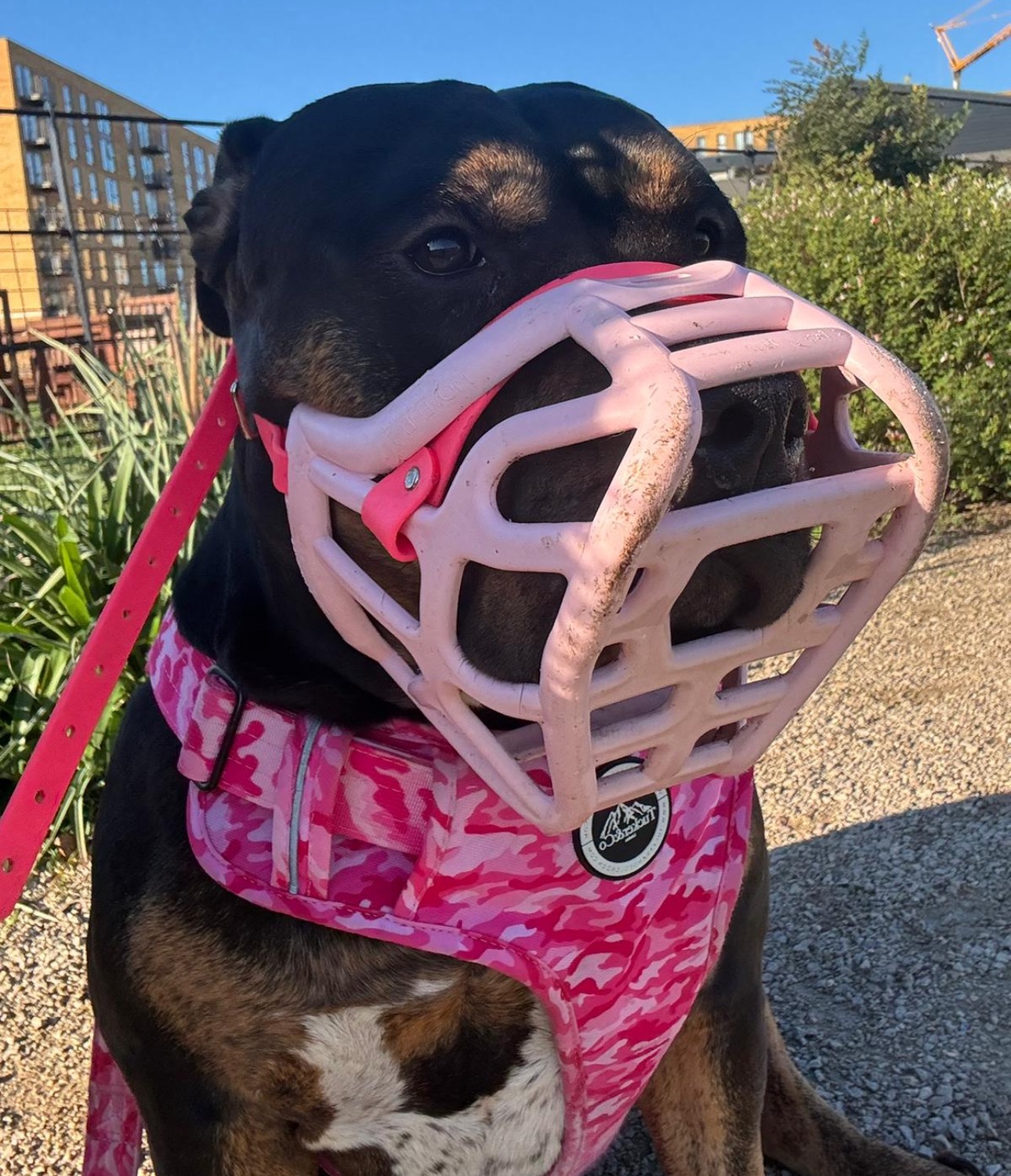 Raise Money For Cookie’s Surgery campaign photo, 4 of 6