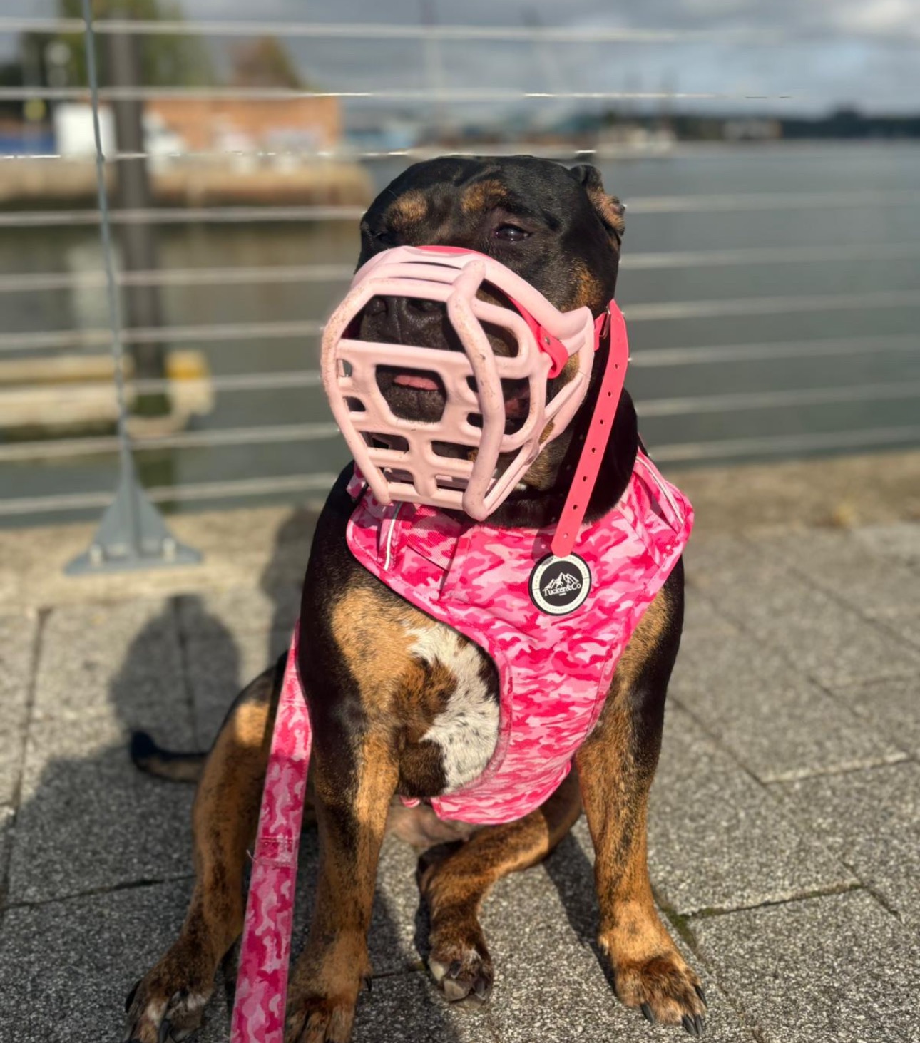 Raise Money For Cookie’s Surgery campaign photo, 2 of 6