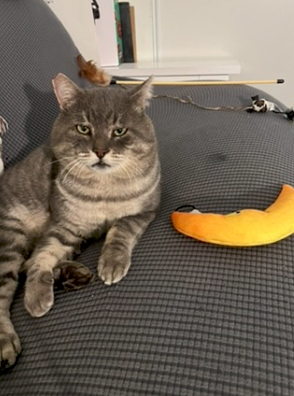 Help Henry Heal: Urgent Dental Surgery Needed campaign photo, 4 of 5