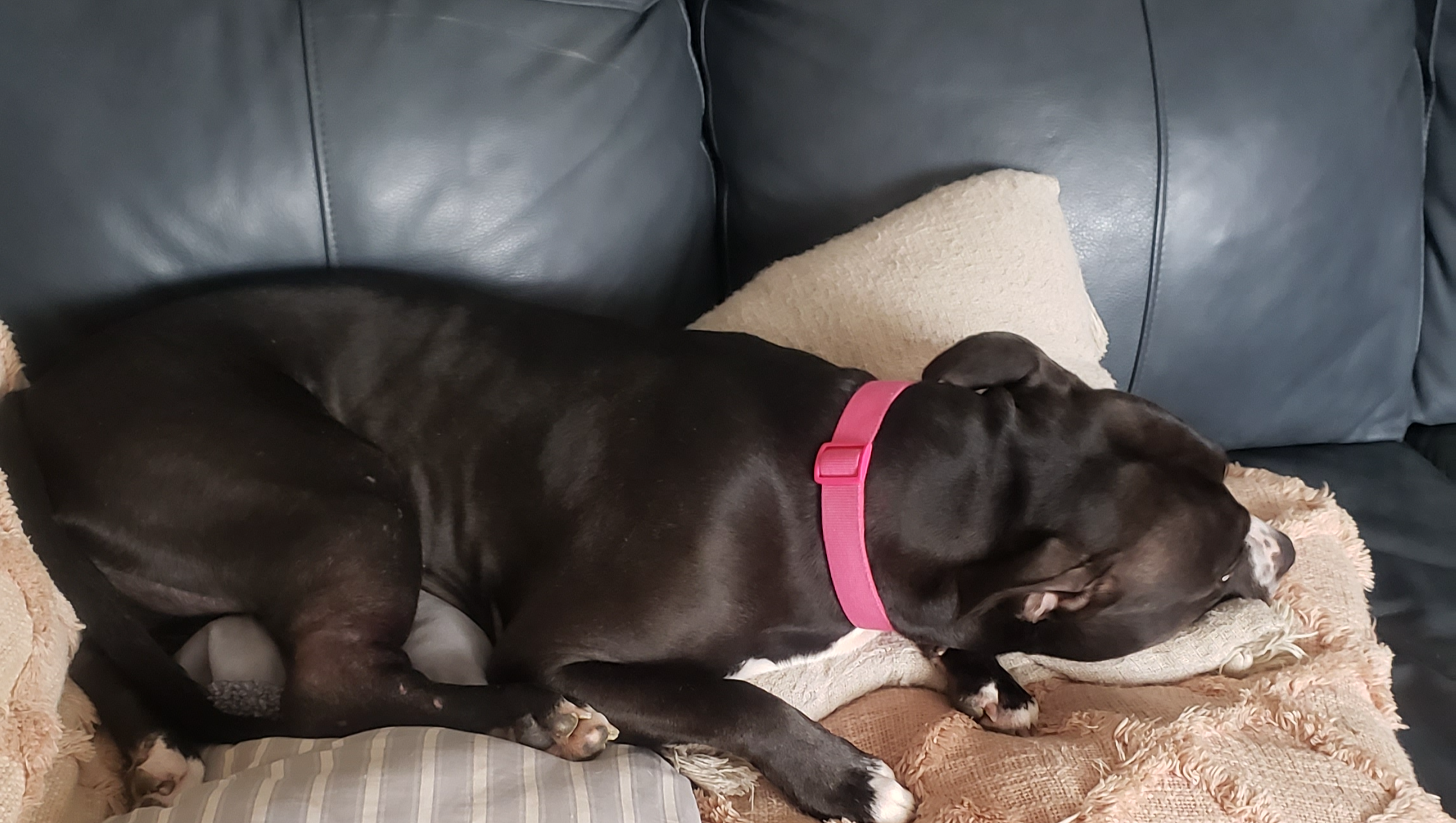 Care for Marley: Urgent Medical Fund photo