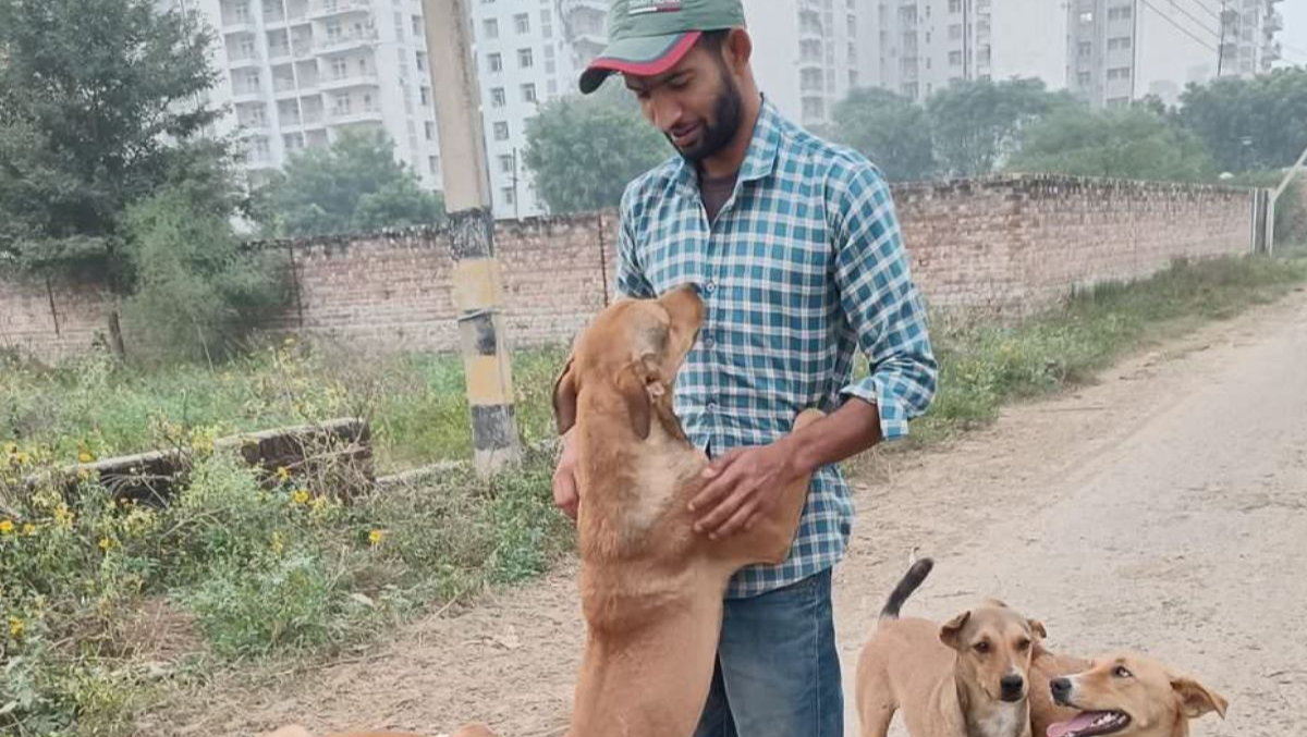 Save Hungry and Injured Street Dogs in India