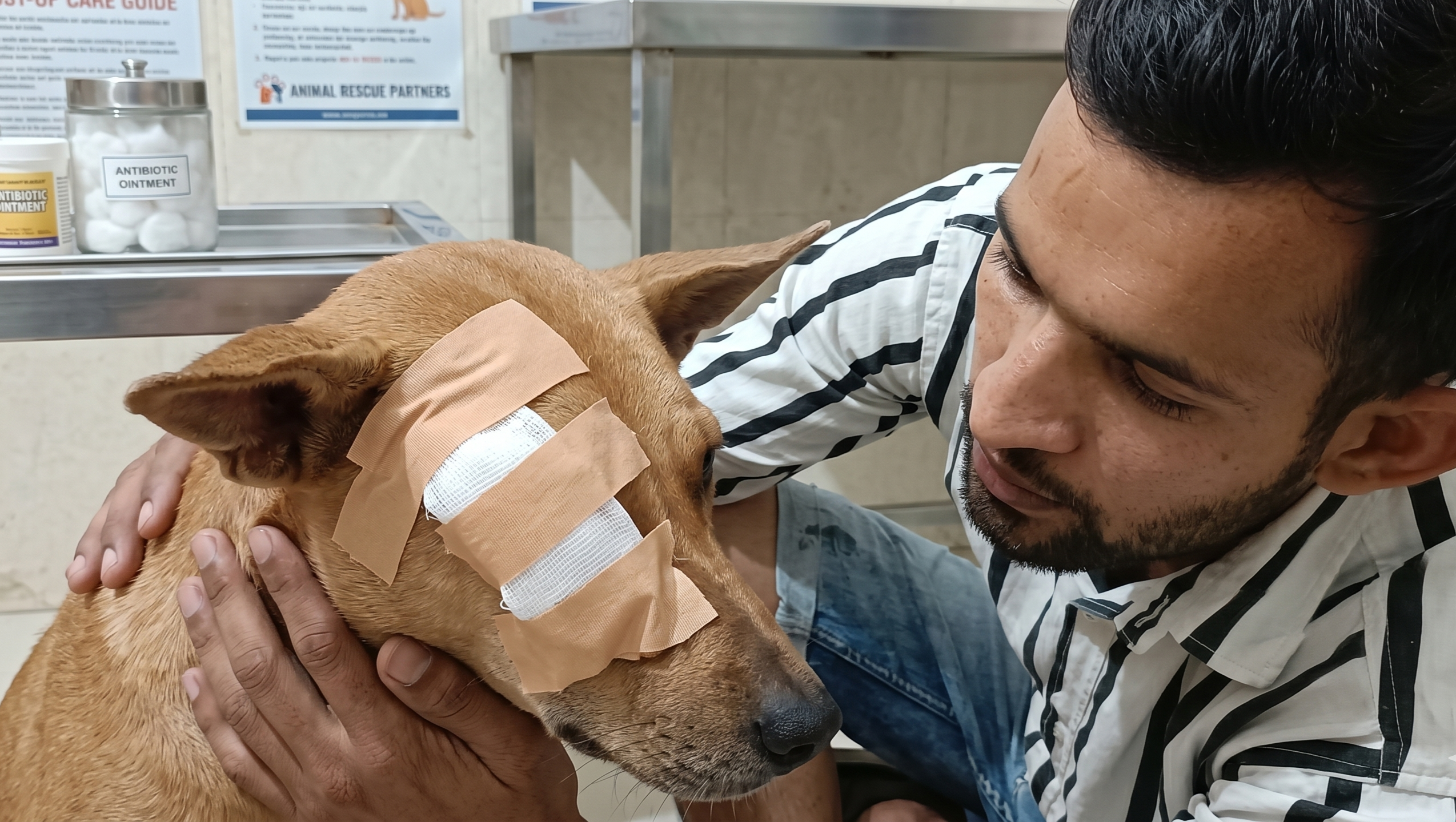 Save Hungry and Injured Street Dogs in India