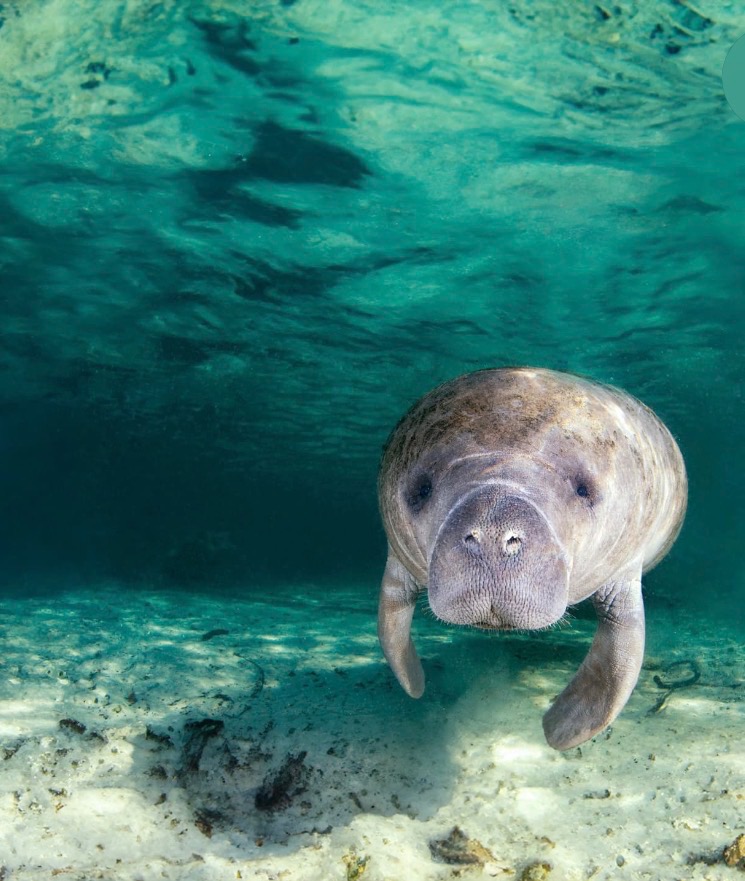Fund My Dream to Learn Marine Conservation in Florida campaign photo, 2 of 7