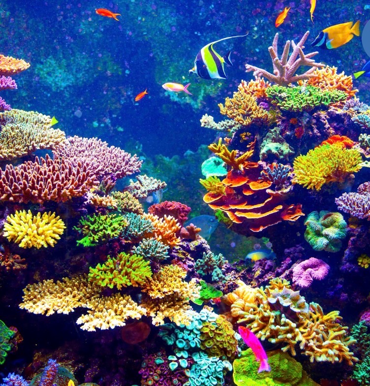 Fund My Dream to Learn Marine Conservation in Florida campaign photo, 4 of 7
