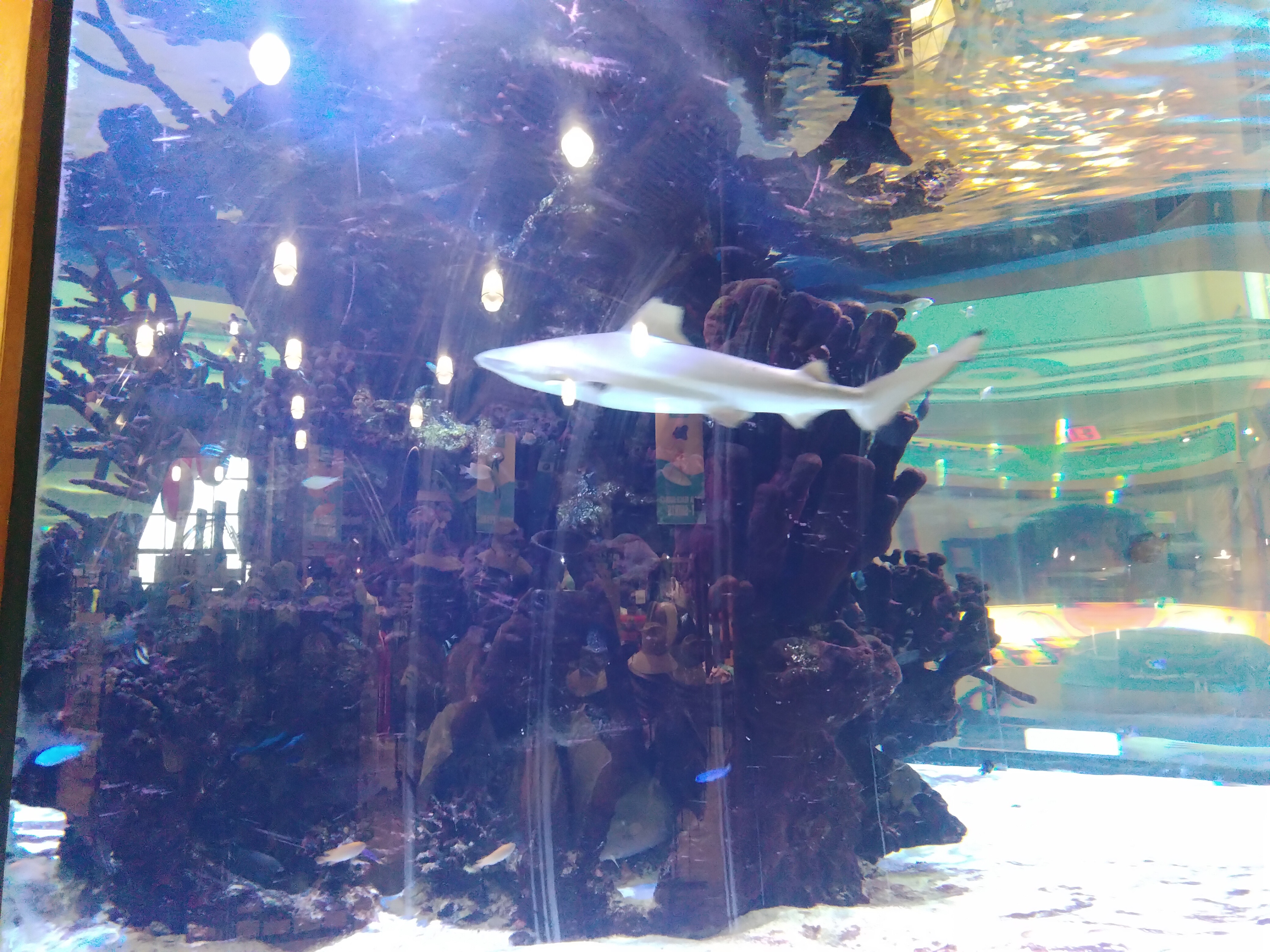 Fund My Dream to Learn Marine Conservation in Florida campaign photo, 5 of 7