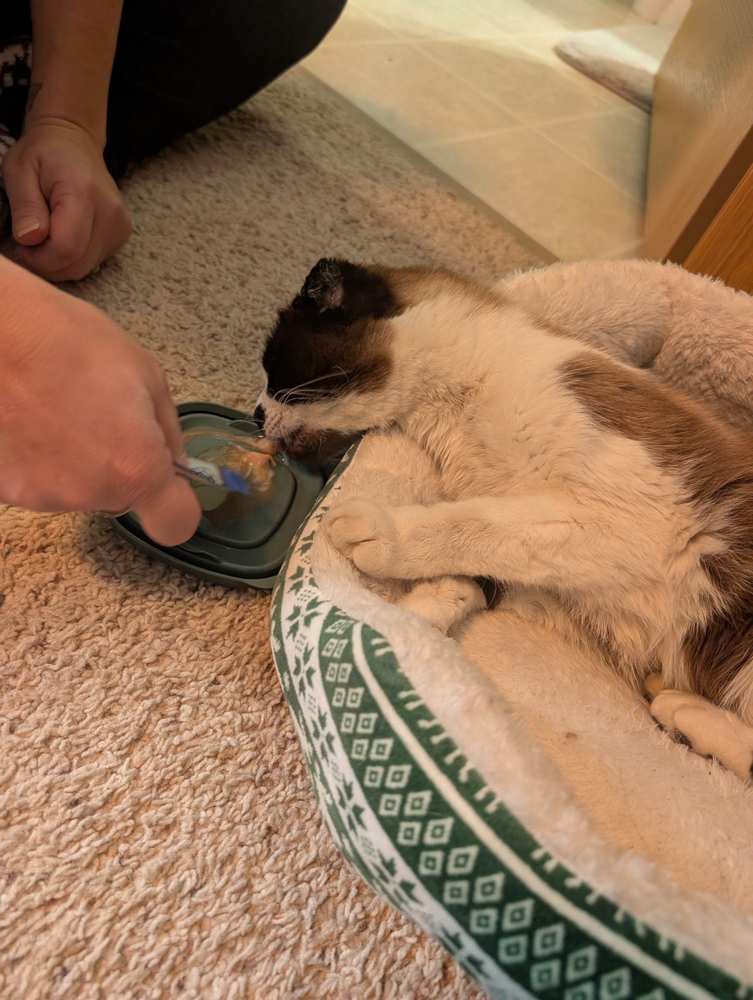 Help Panda Heal After Surviving 27 Days in Alaska’s Winter campaign photo, 5 of 8