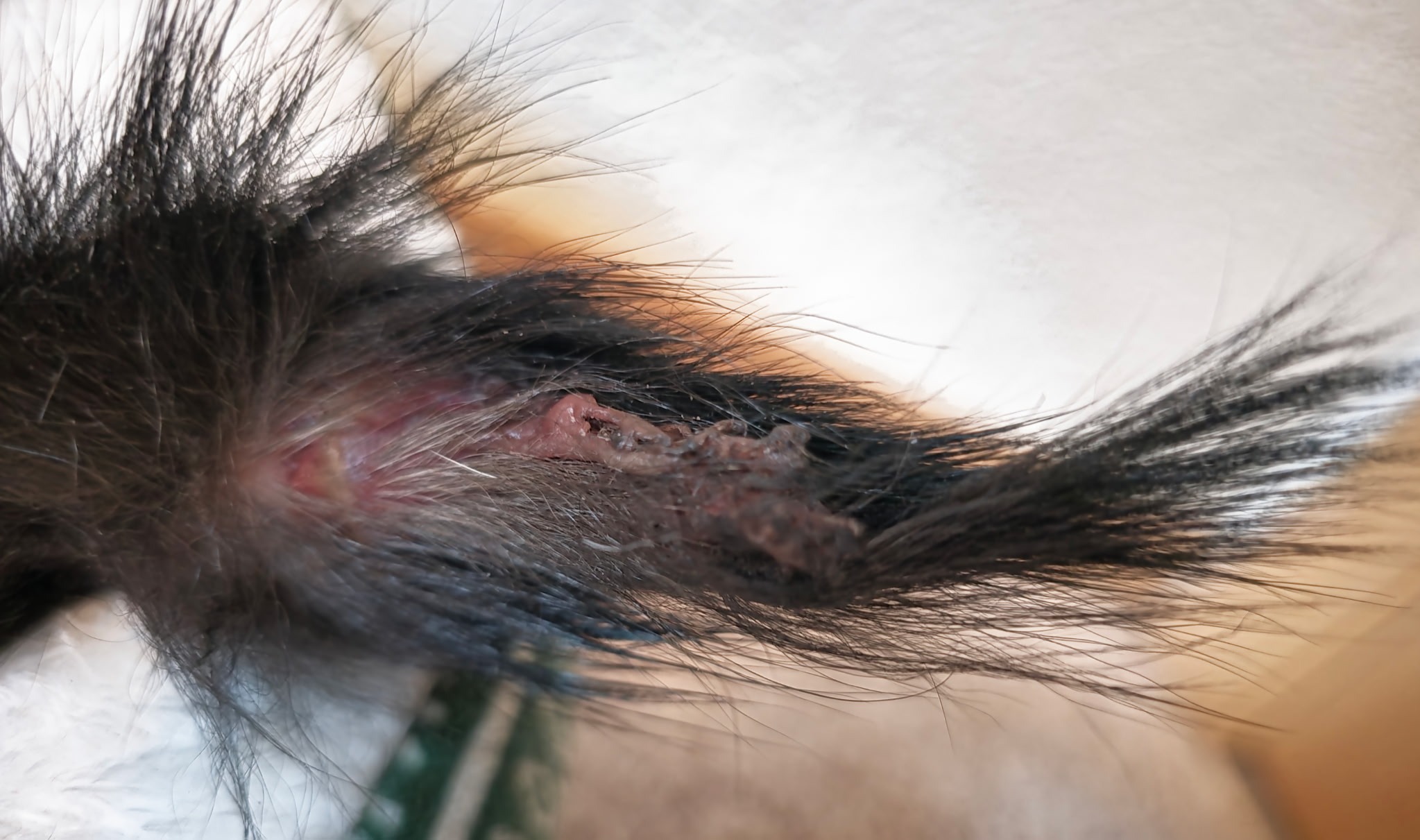 Help Panda Heal After Surviving 27 Days in Alaska’s Winter campaign photo, 6 of 8