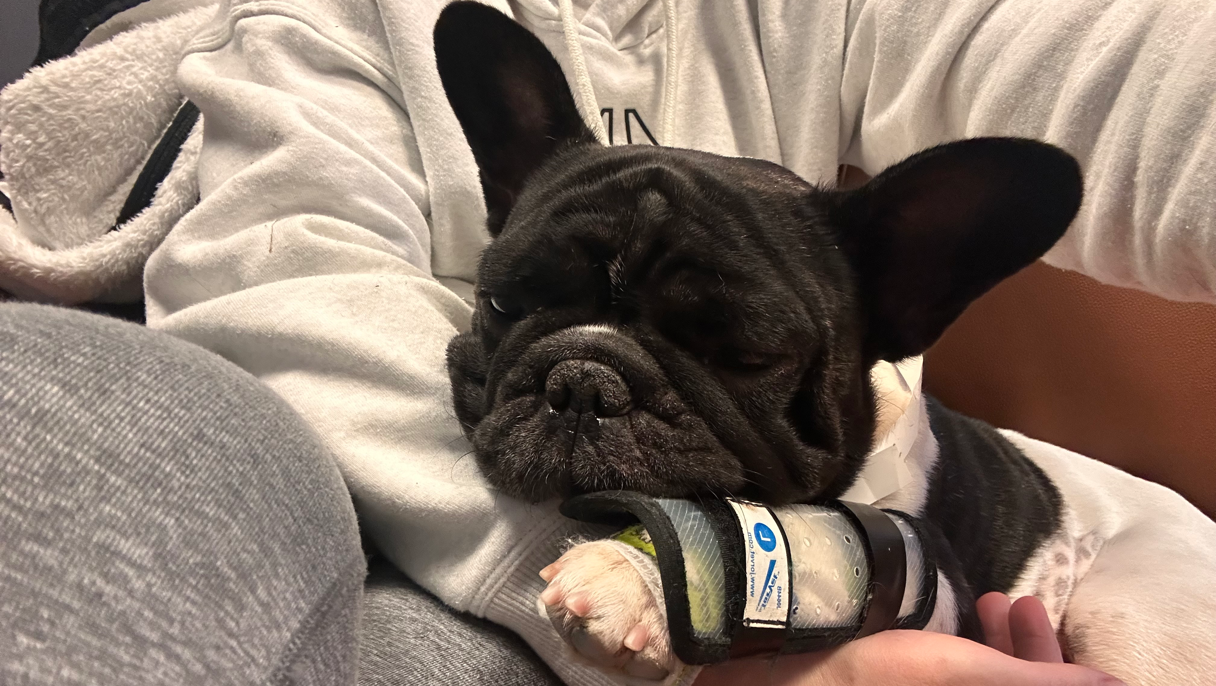 Support Walter’s Journey to Health and Happiness photo