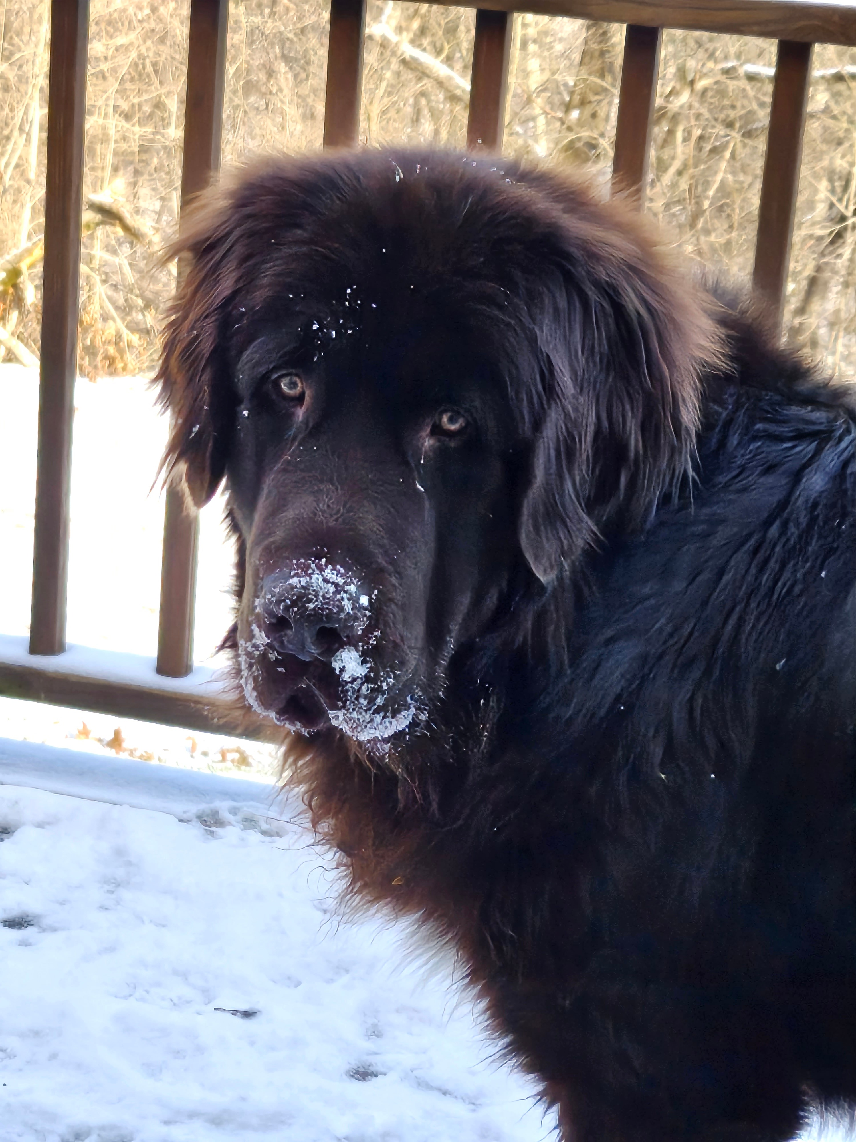 Help Hercules Get the Surgery He Needs campaign photo, 2 of 7