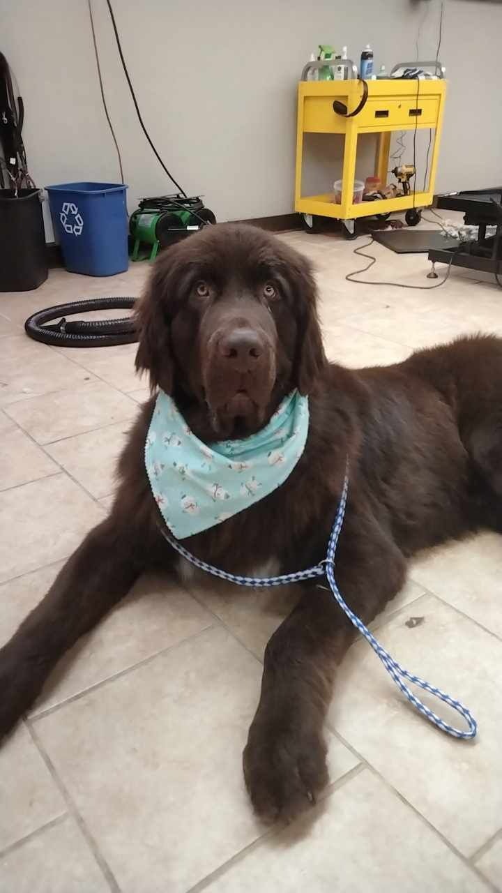 Help Hercules Get the Surgery He Needs campaign photo, 5 of 7