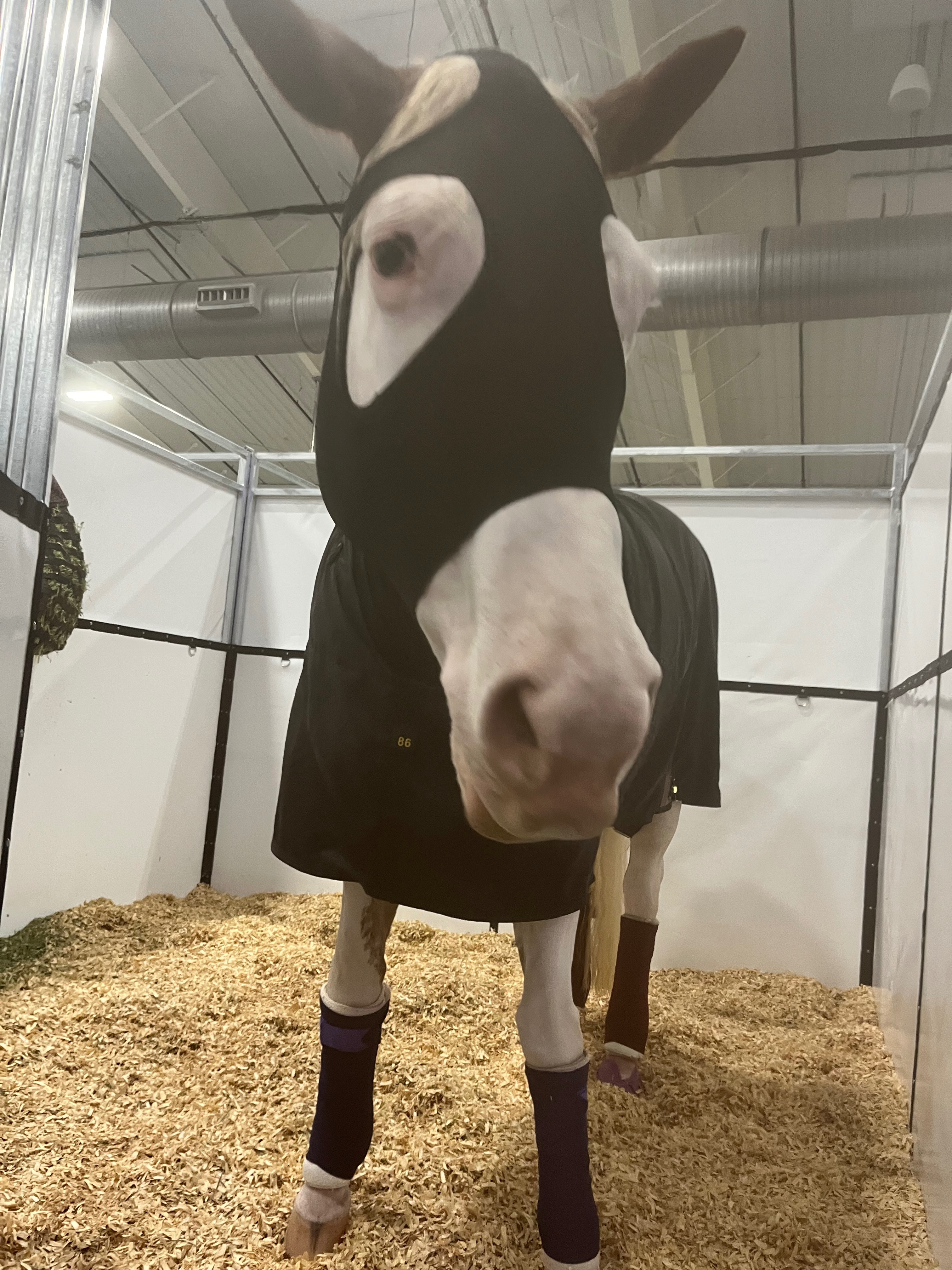Help Gracyn and Martha Compete at The APHA World Show campaign photo, 2 of 6
