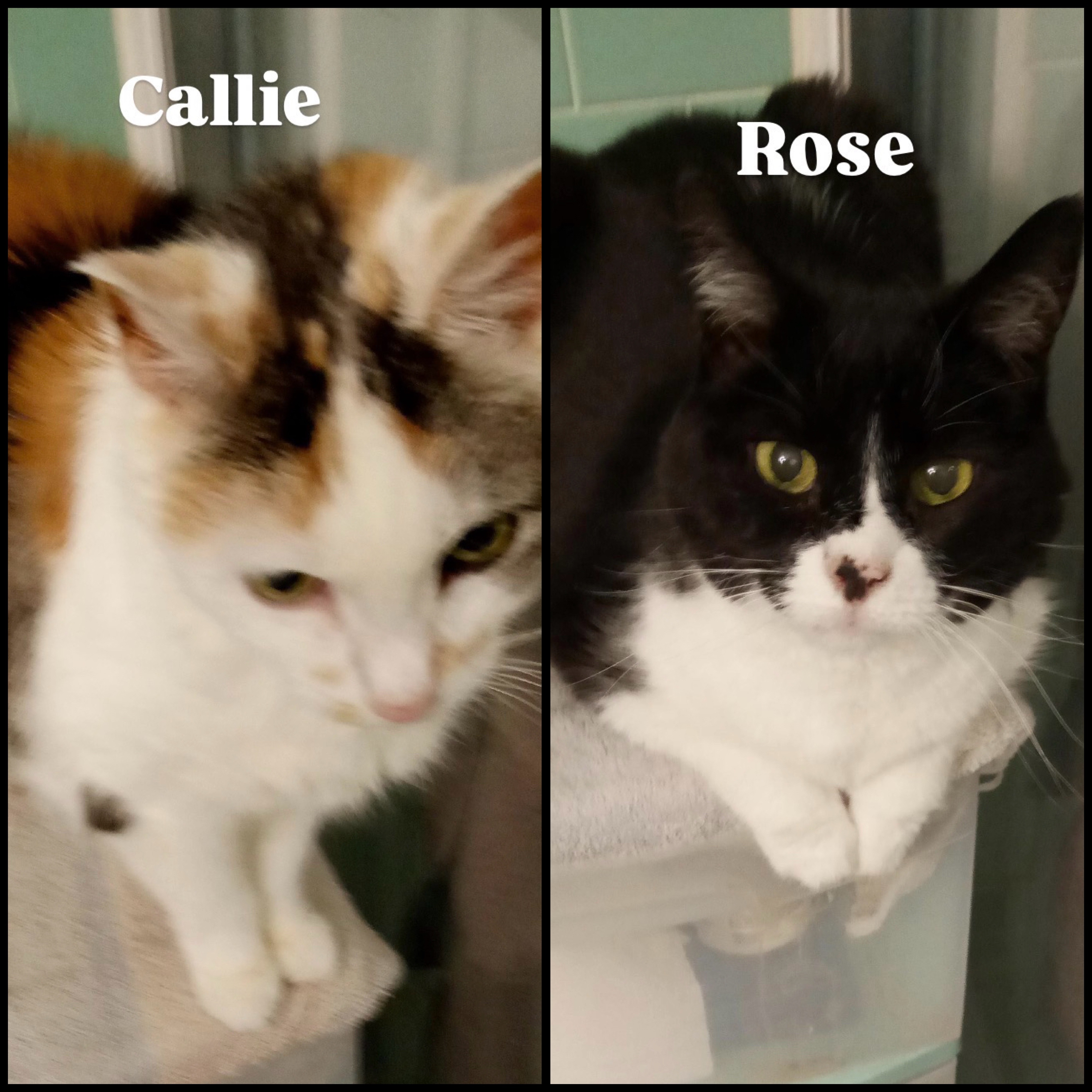 Help Carolyn feed and care for her 17 Rescue Cats campaign photo, 6 of 7
