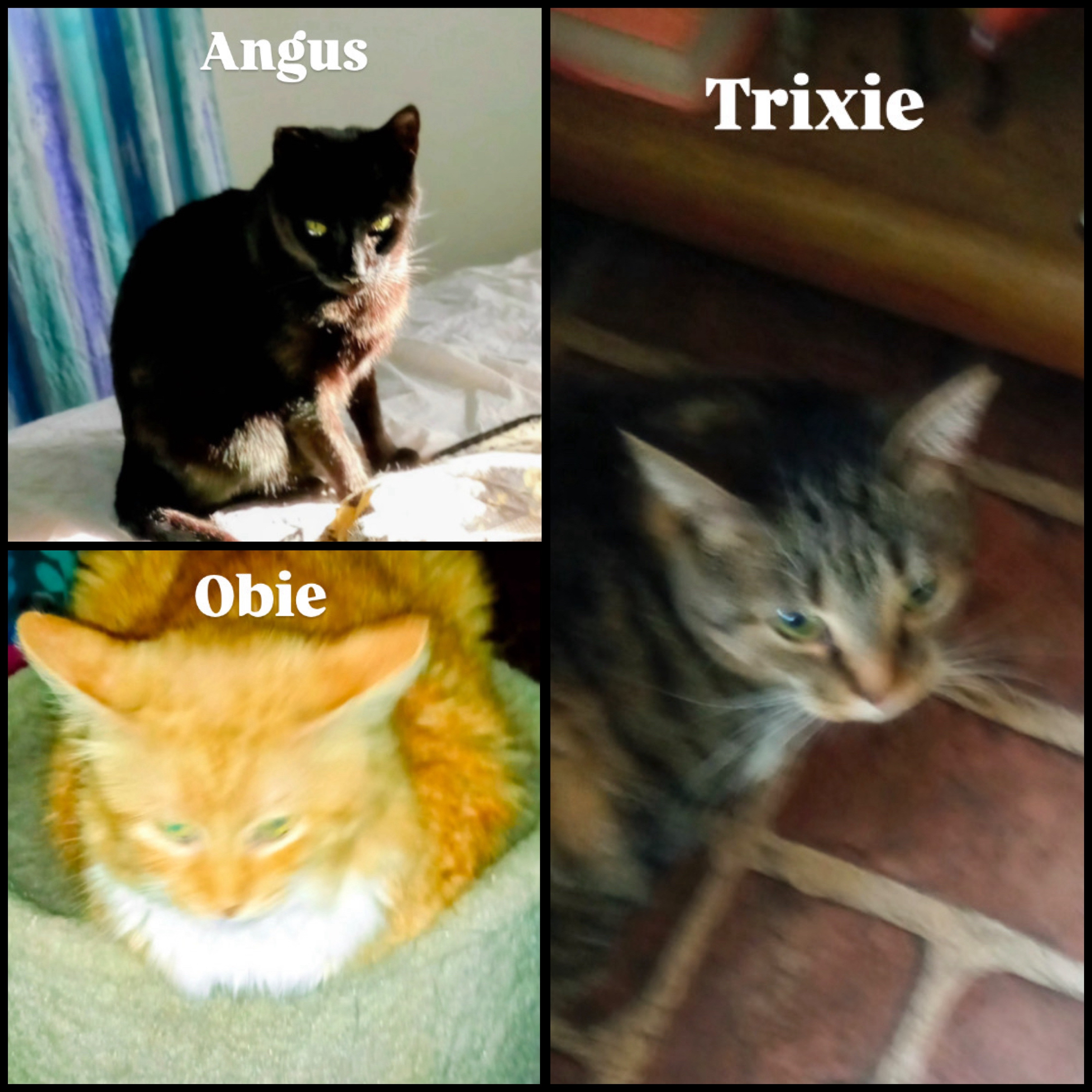 Help Carolyn feed and care for her 17 Rescue Cats campaign photo, 2 of 7