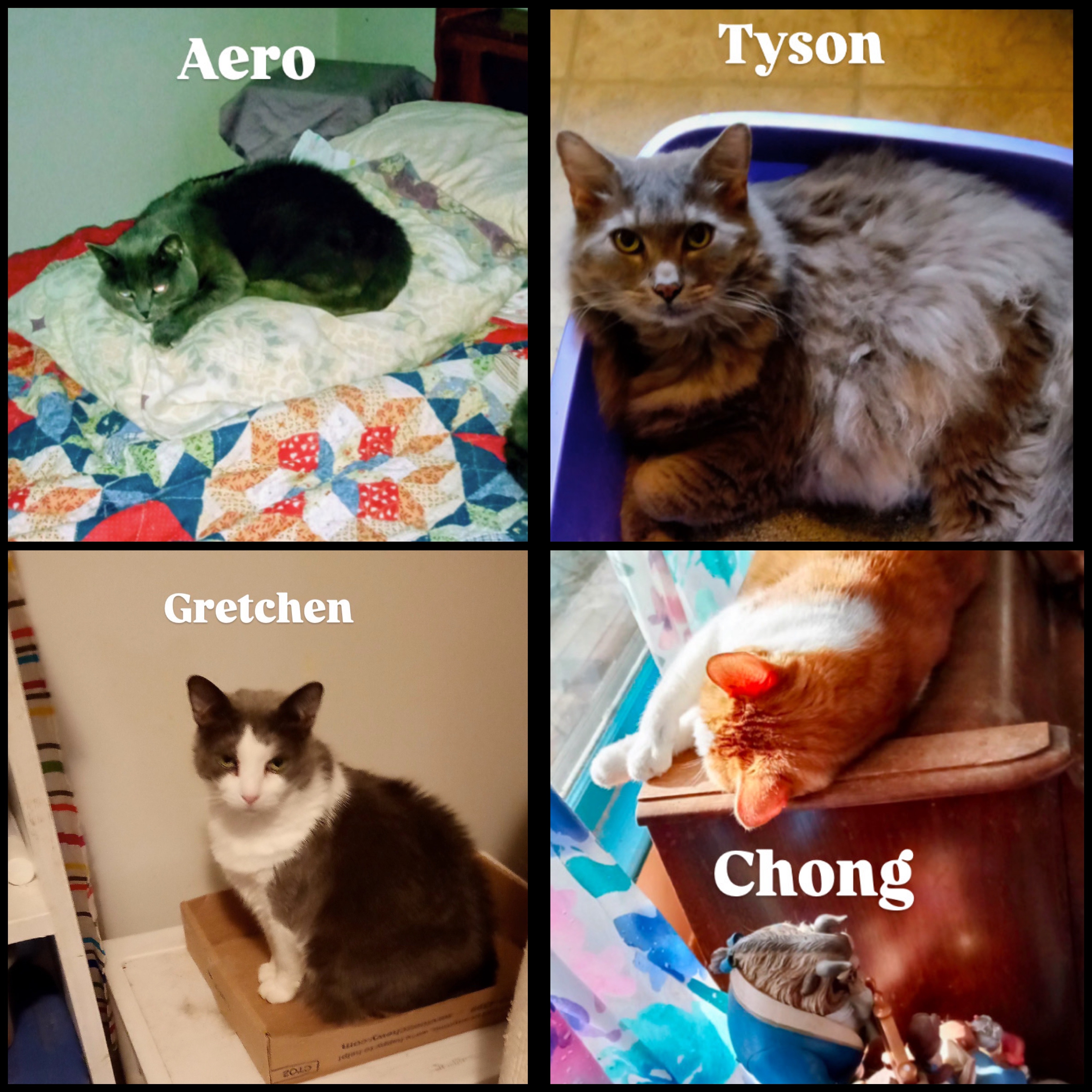 Help Carolyn feed and care for her 17 Rescue Cats campaign photo, 4 of 7