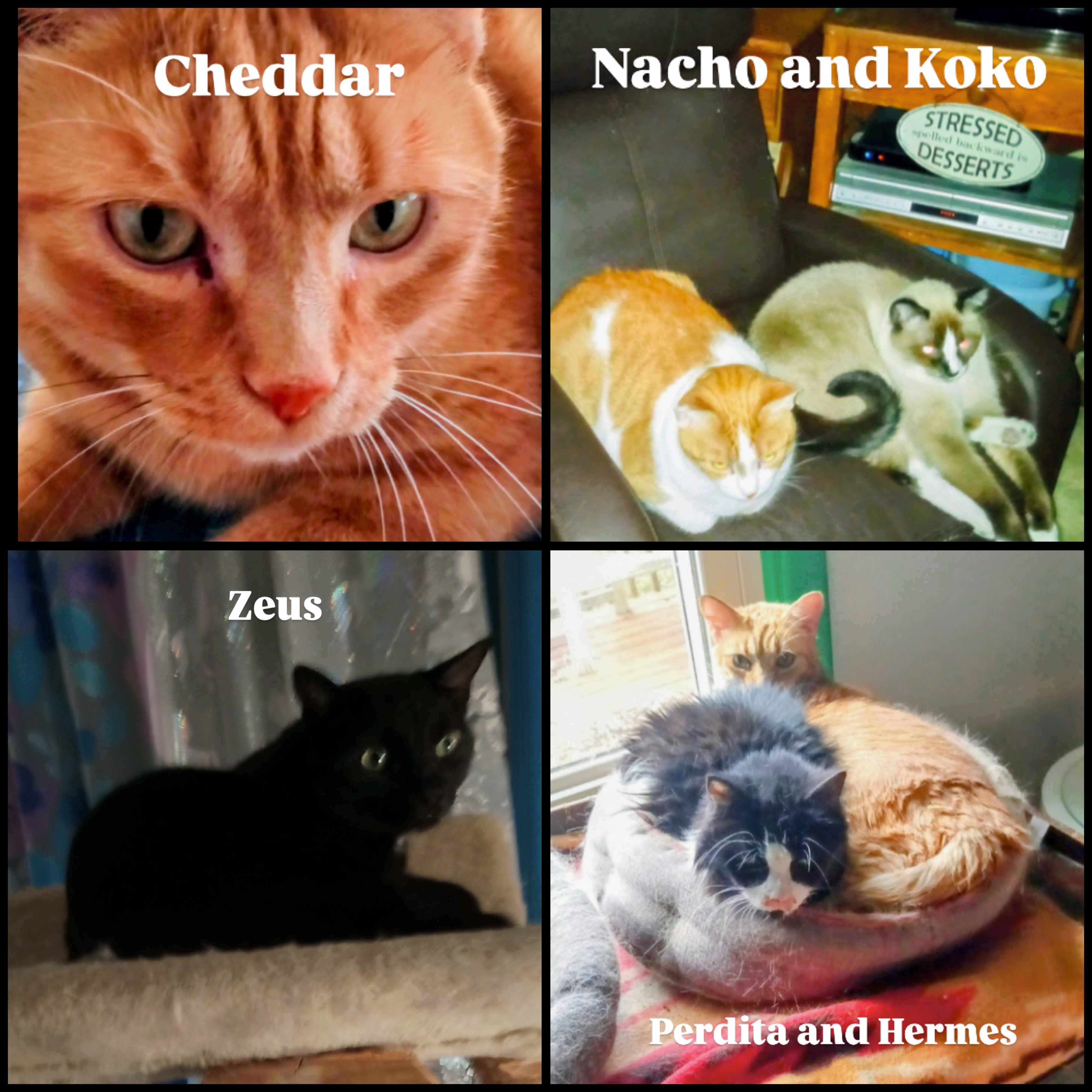 Help Carolyn feed and care for her 17 Rescue Cats campaign photo, 5 of 7