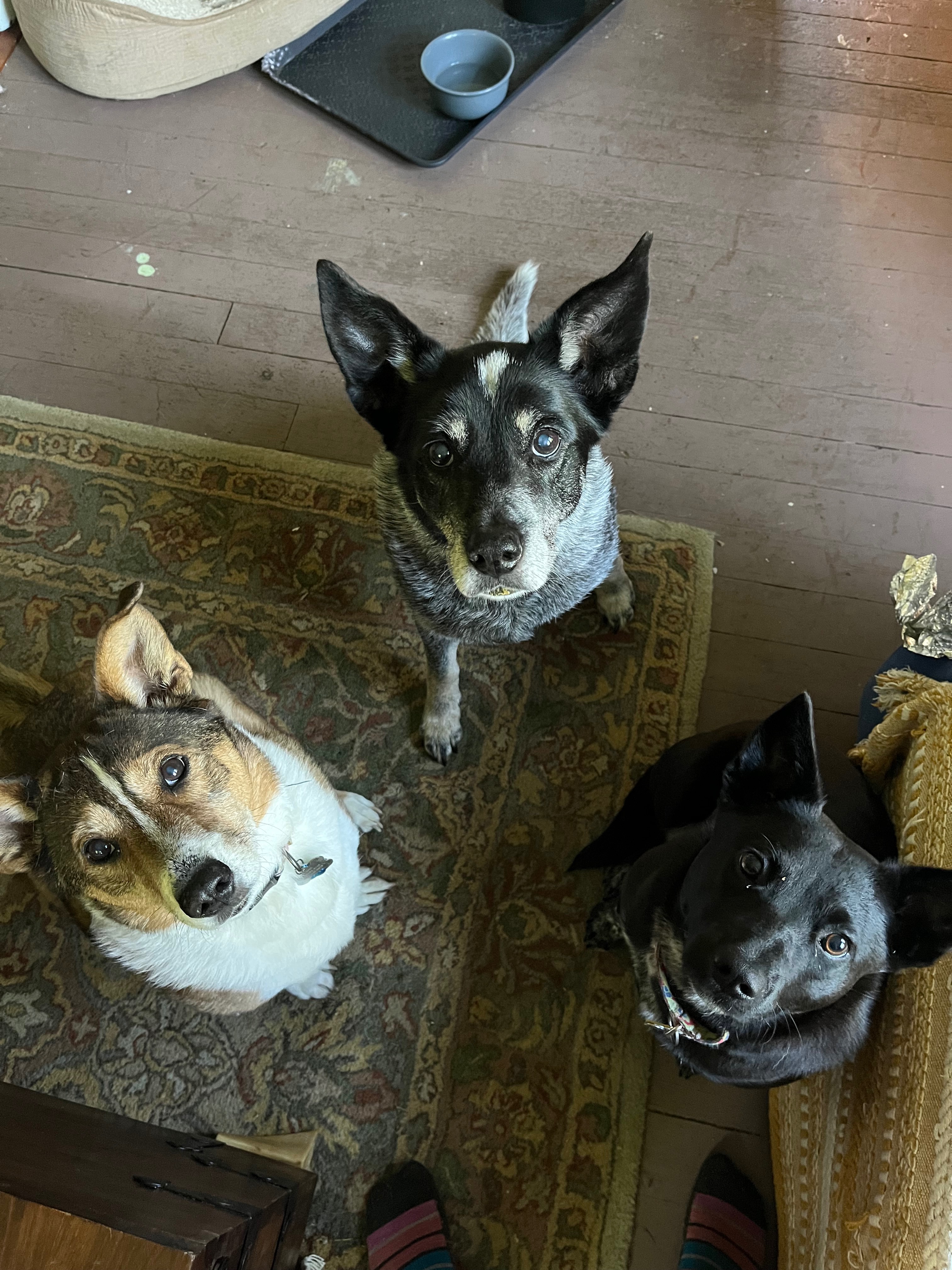 Support Winnie’s and Sophie Emergency Vet Care campaign photo, 7 of 8