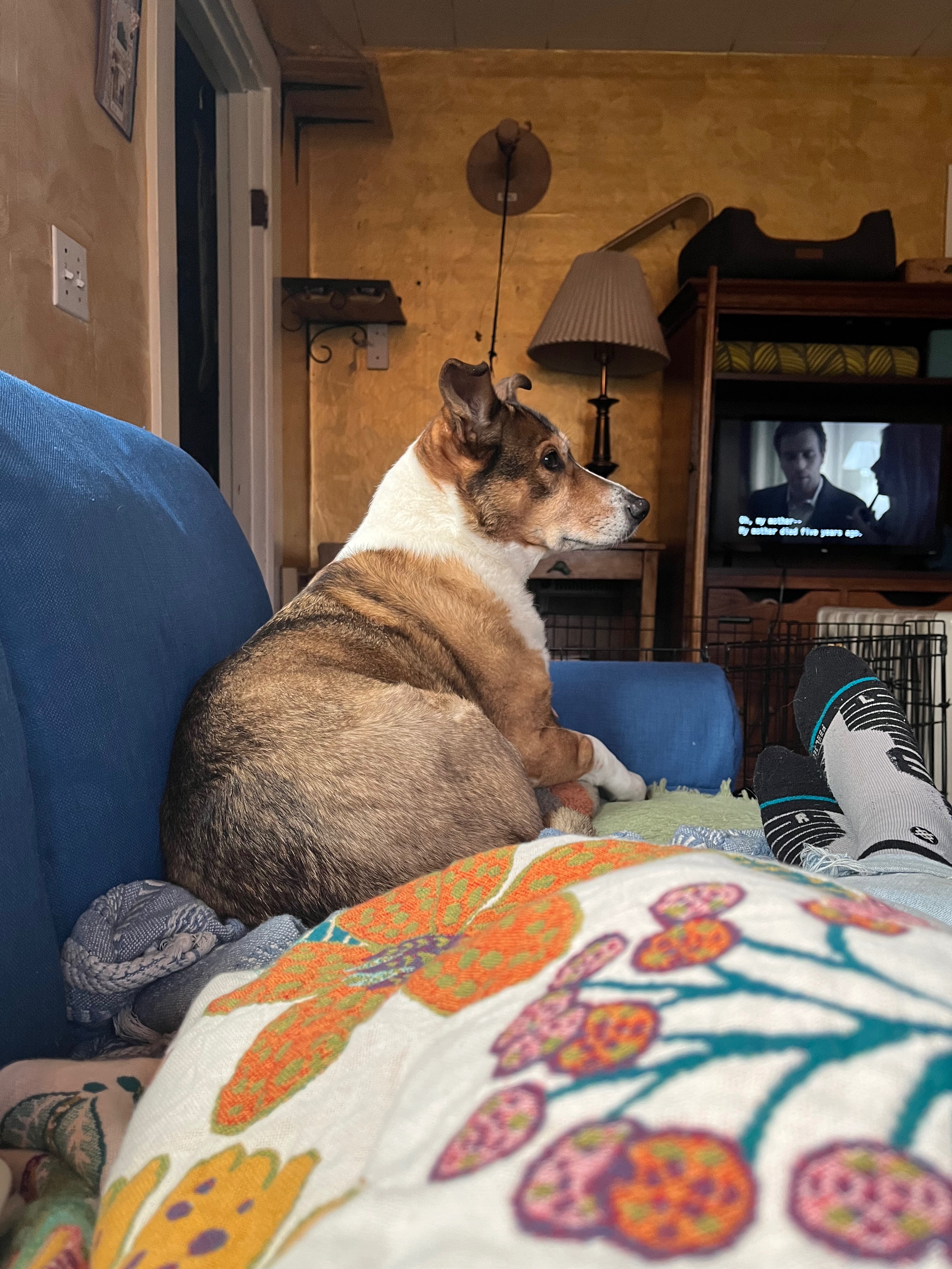 Support Winnie’s and Sophie Emergency Vet Care campaign photo, 2 of 8