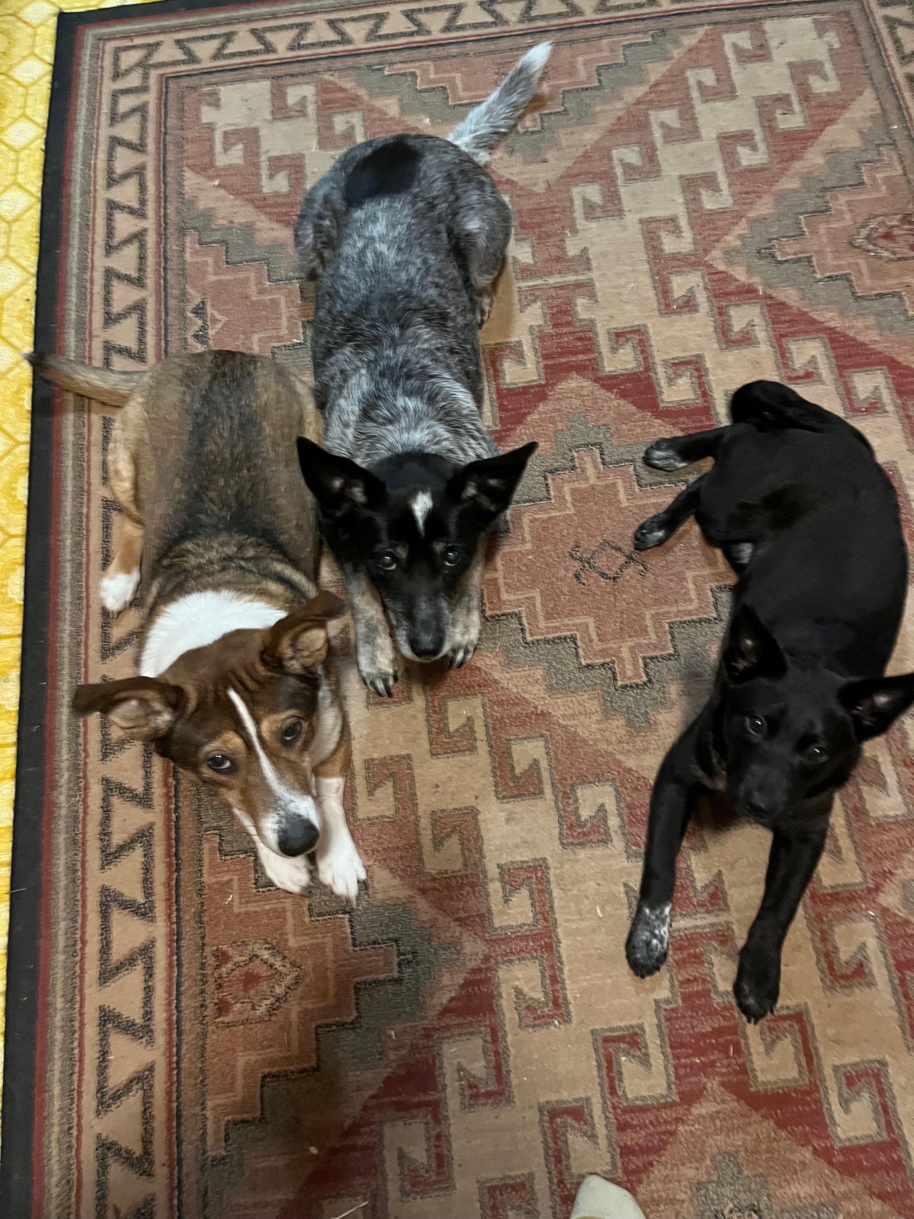 Support Winnie’s and Sophie Emergency Vet Care campaign photo, 6 of 8