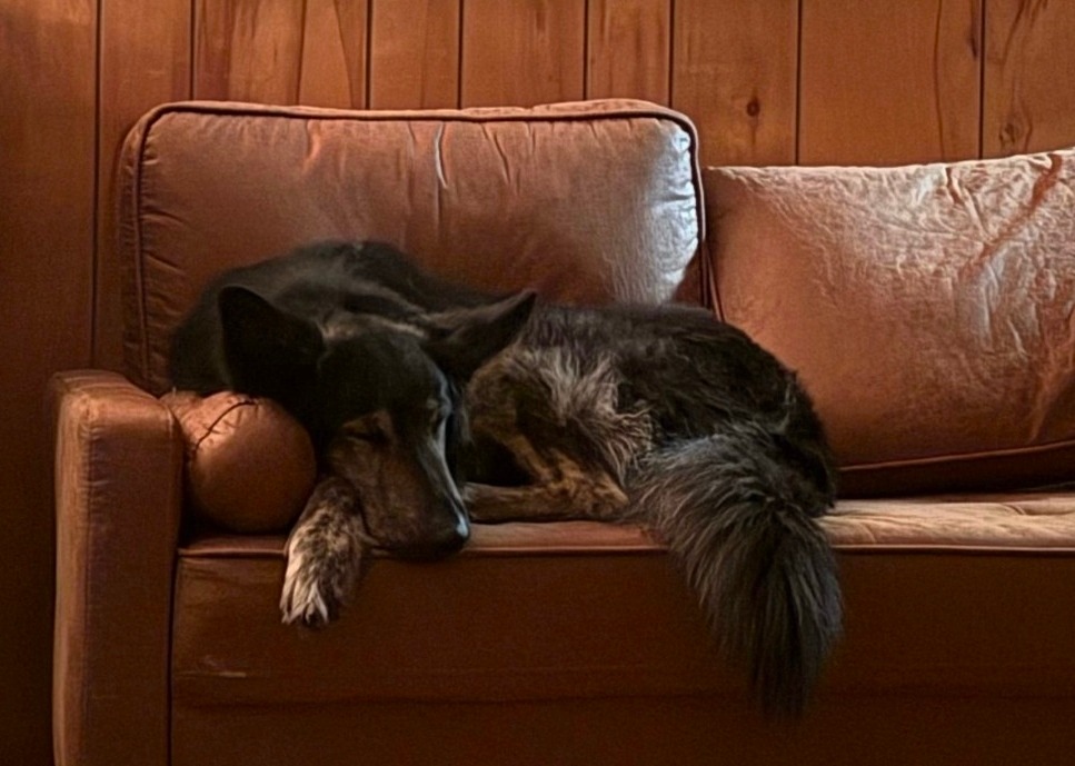 Help Jason and His Dog Rebuild After House Fire campaign photo, 2 of 4