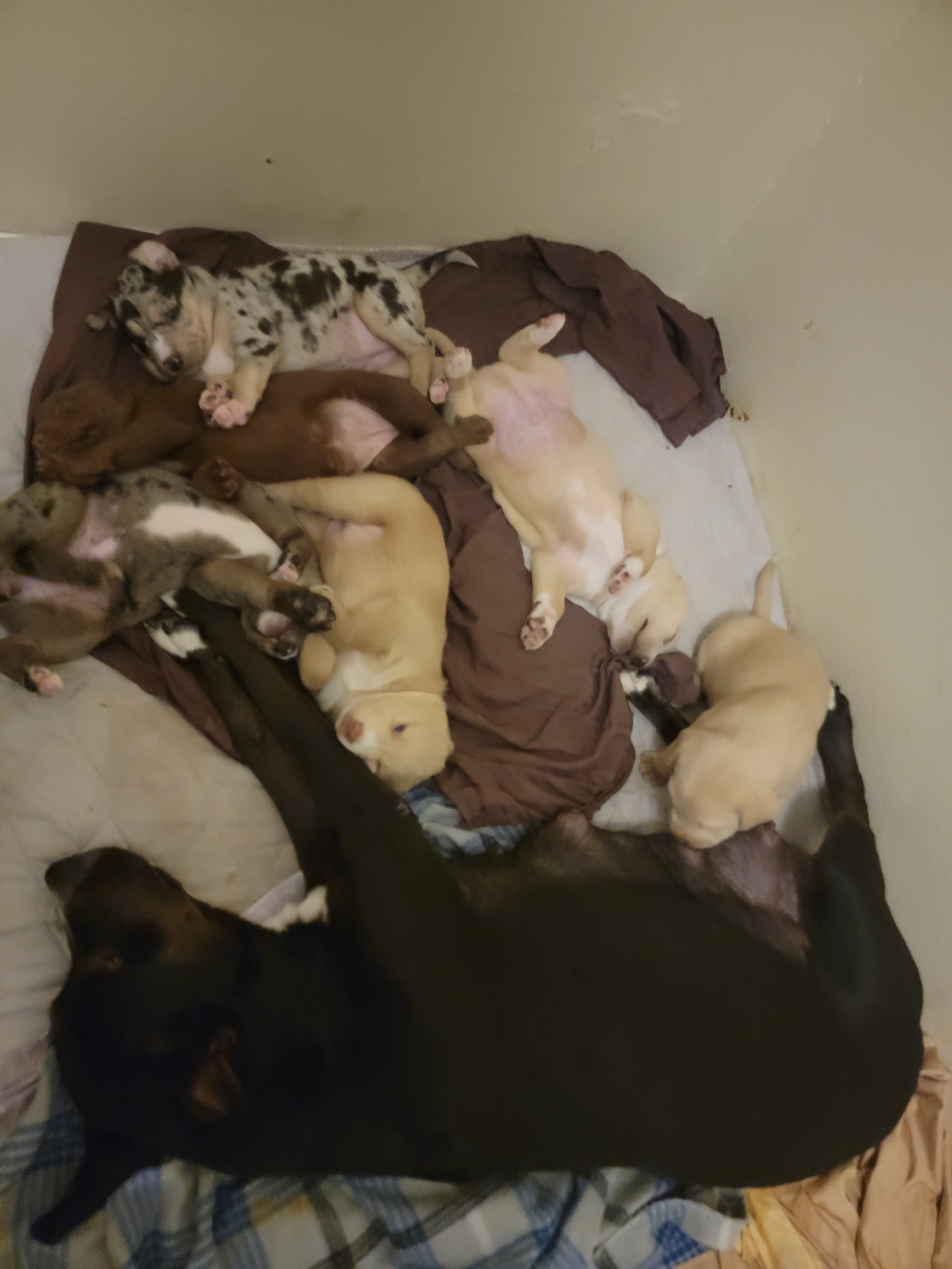 Help LLOYD & His Puppies Through Hard Times campaign photo, 7 of 8