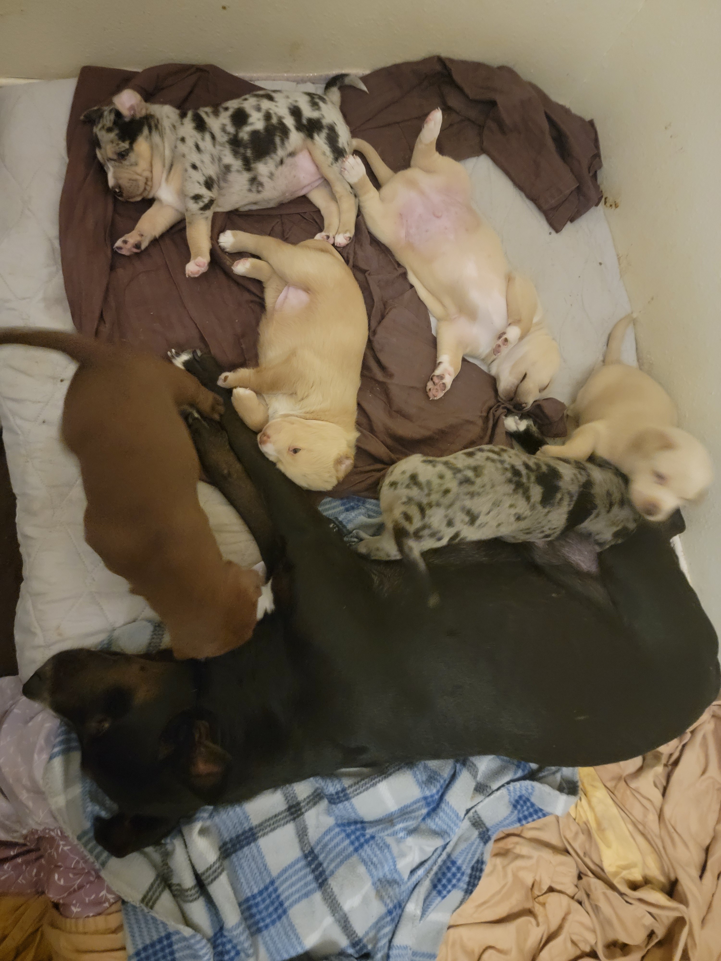 Help LLOYD & His Puppies Through Hard Times campaign photo, 2 of 8