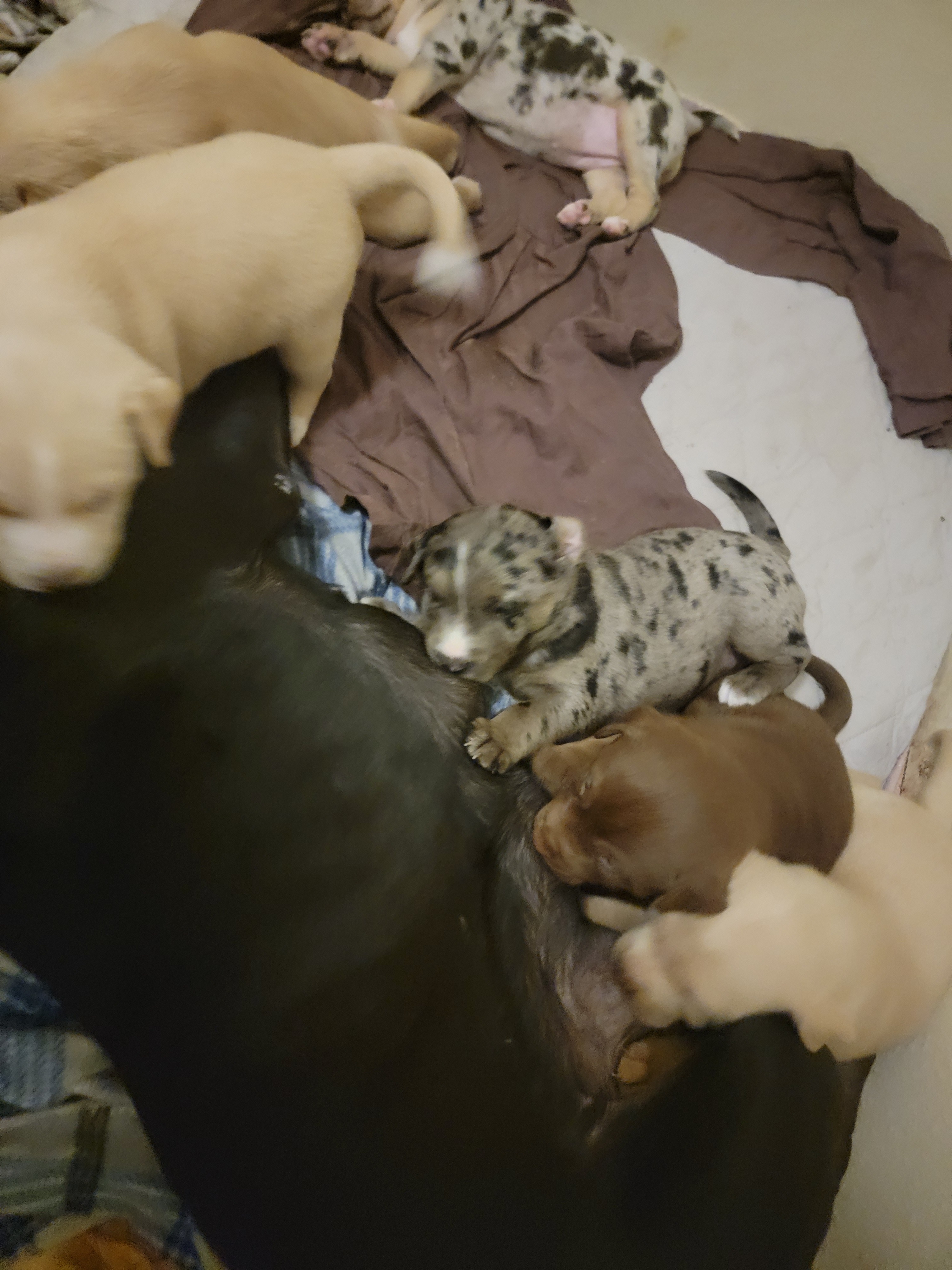Help LLOYD & His Puppies Through Hard Times campaign photo, 4 of 8