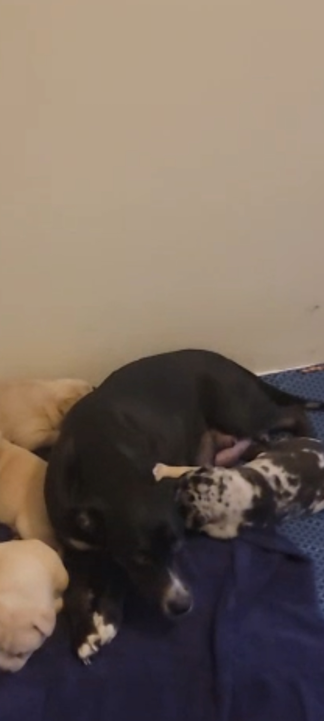 Help LLOYD & His Puppies Through Hard Times campaign photo, 6 of 8