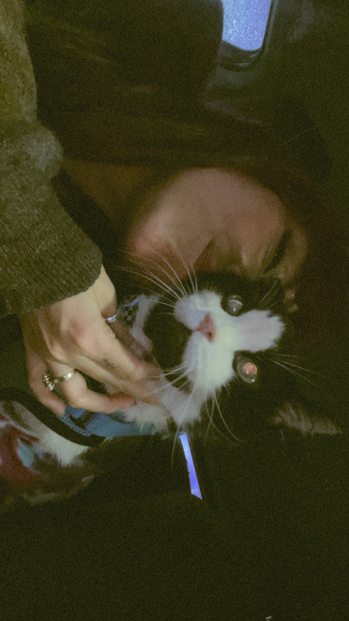 Support Jasper's Emergency Care campaign photo, 6 of 8
