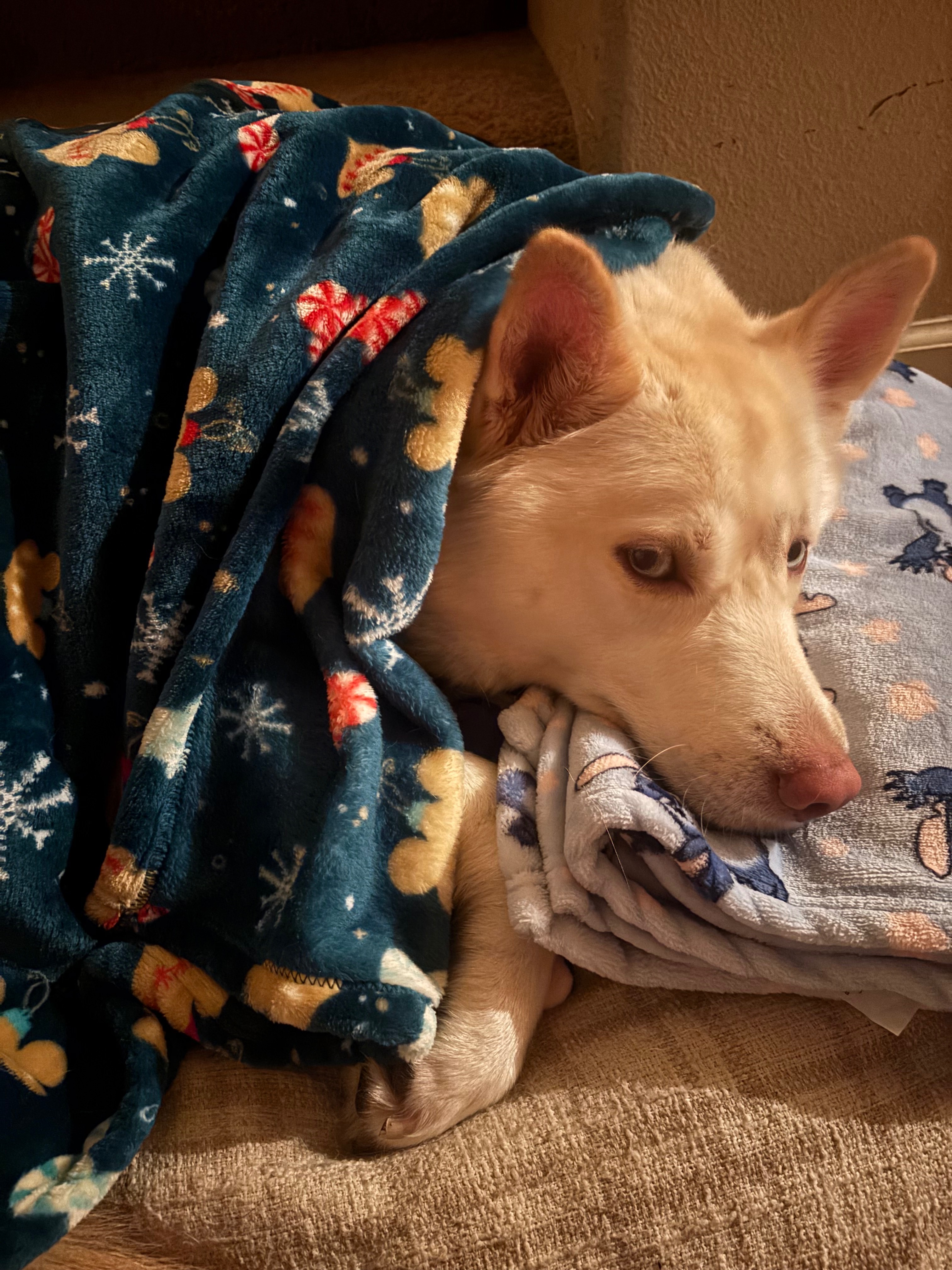 Help Luna Get the X-Rays She Needs campaign photo, 6 of 6