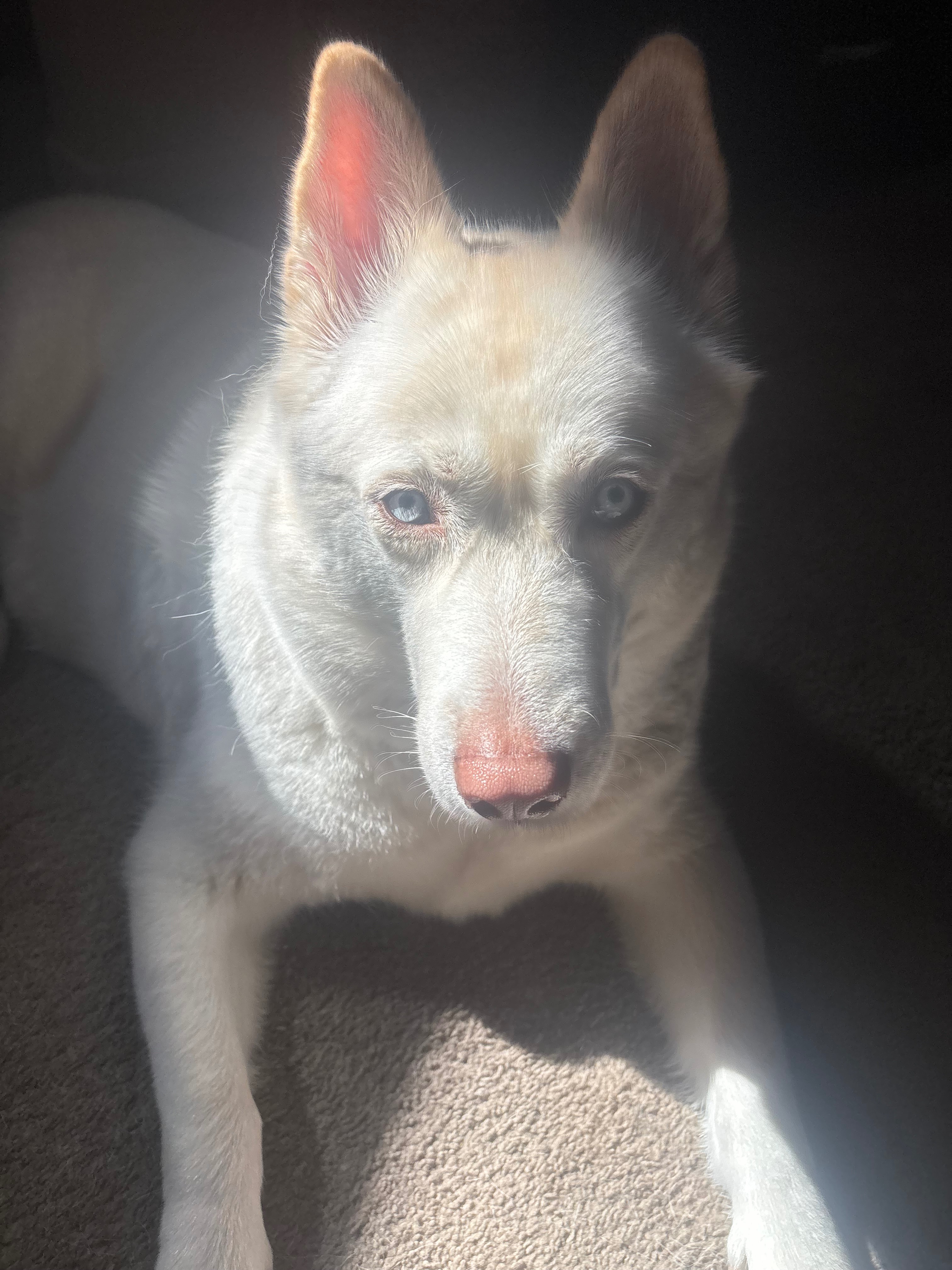 Help Luna Get the X-Rays She Needs campaign photo, 2 of 6