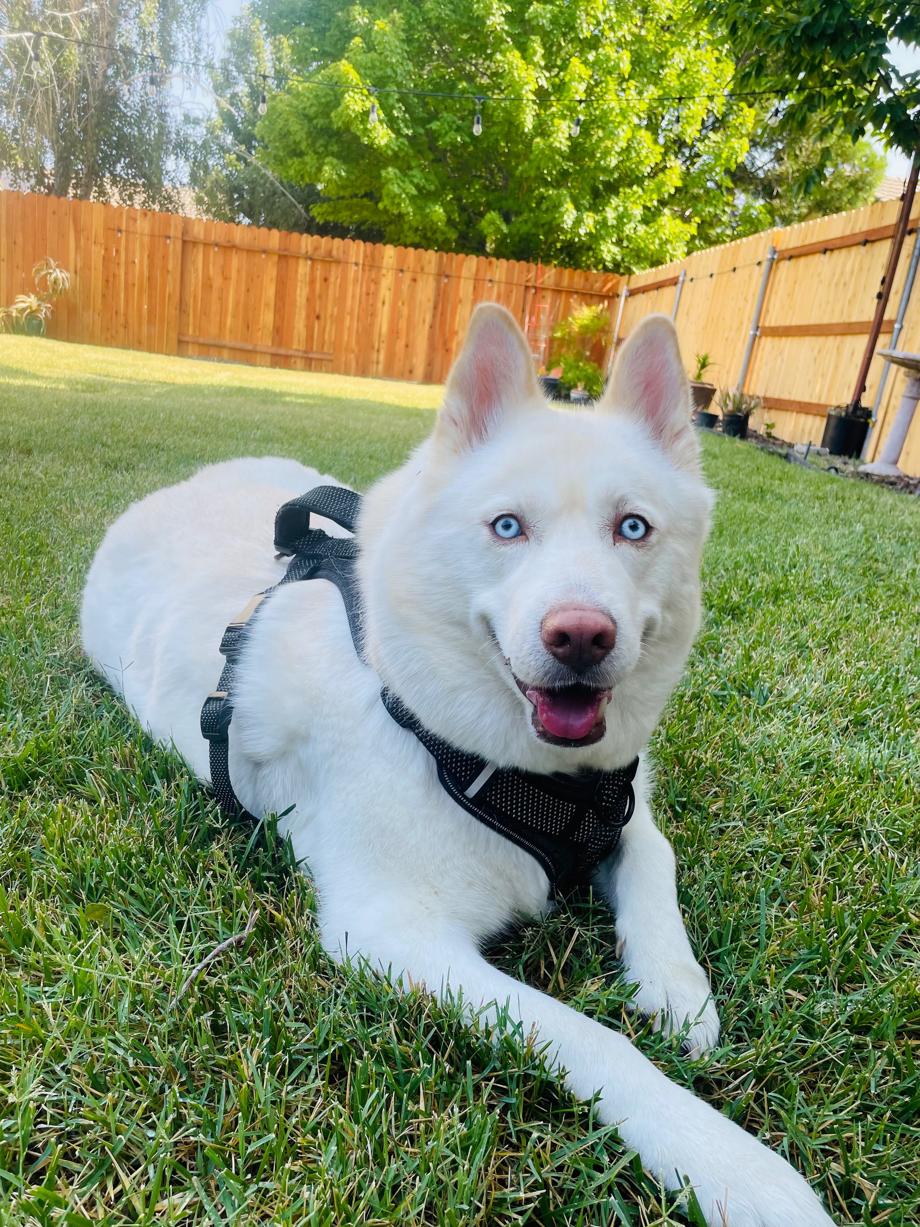 Help Luna Get the X-Rays She Needs campaign photo, 4 of 6