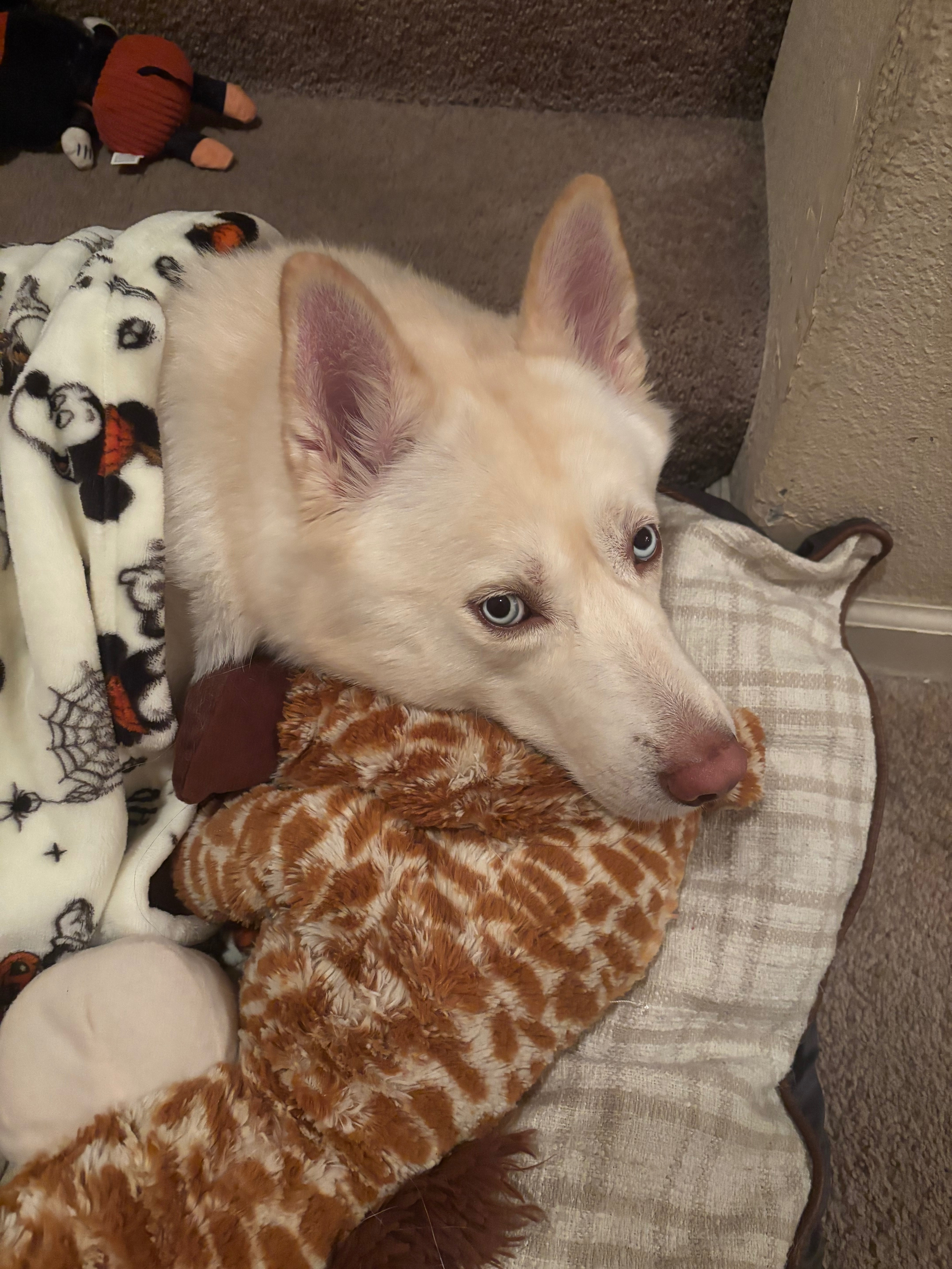 Help Luna Get the X-Rays She Needs campaign photo, 5 of 6