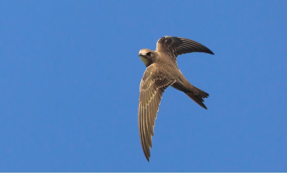 Smart nest to Bring Back the Swifts campaign photo, 6 of 8