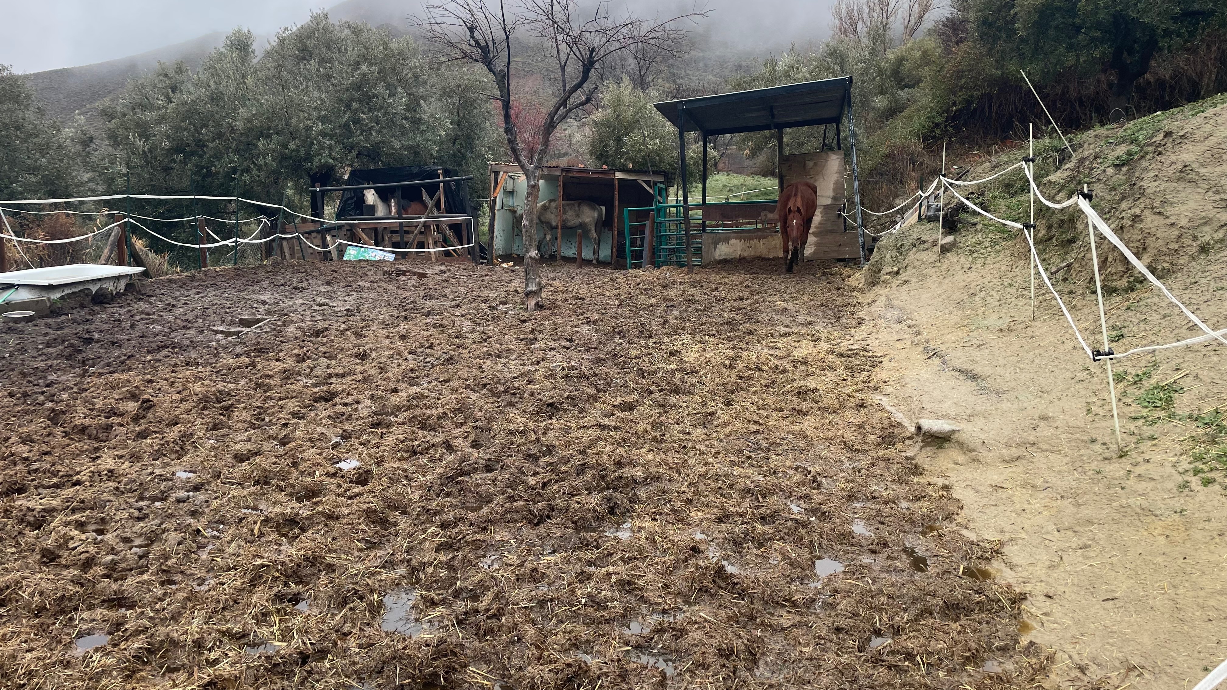 Help for La Querencia Horses campaign photo, 2 of 4