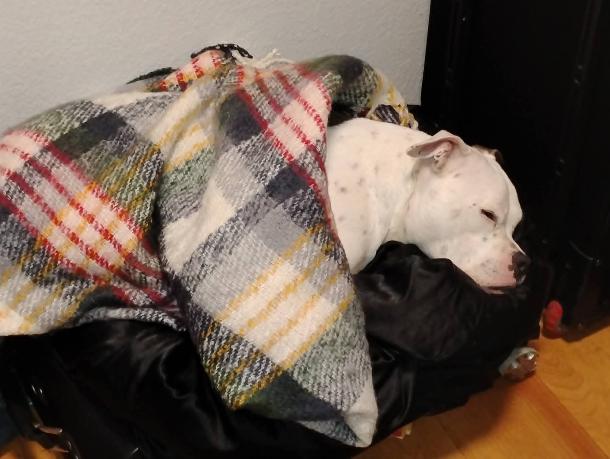 Help Hemi Get Life-Saving Surgery campaign photo, 7 of 8