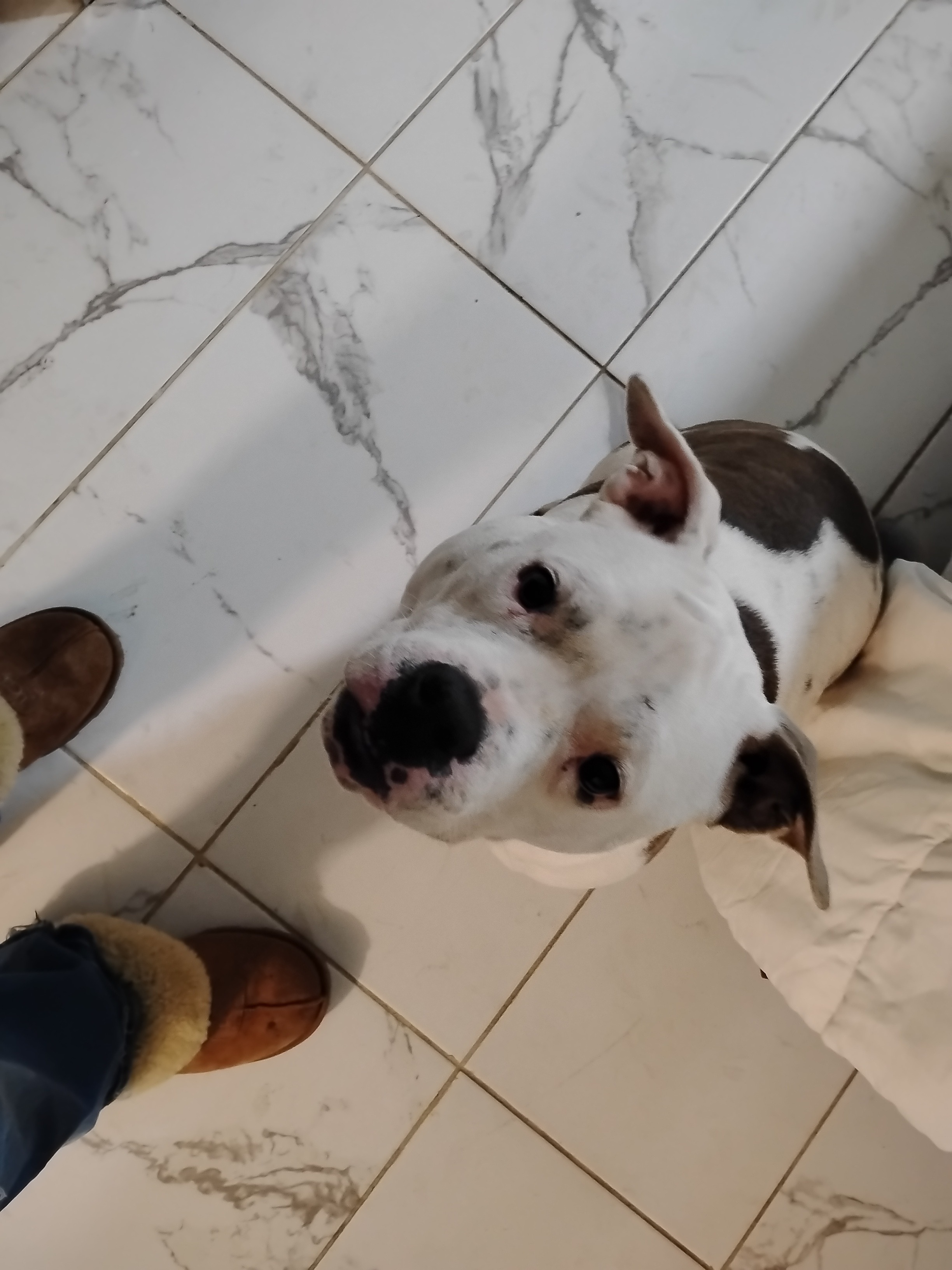 Help Hemi Get Life-Saving Surgery campaign photo, 4 of 8