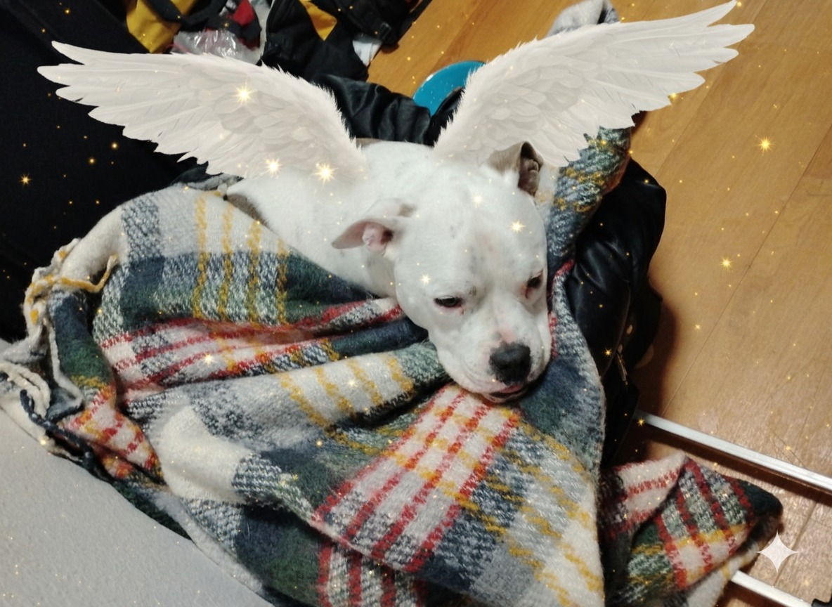 Help Hemi Get Life-Saving Surgery campaign photo, 2 of 8