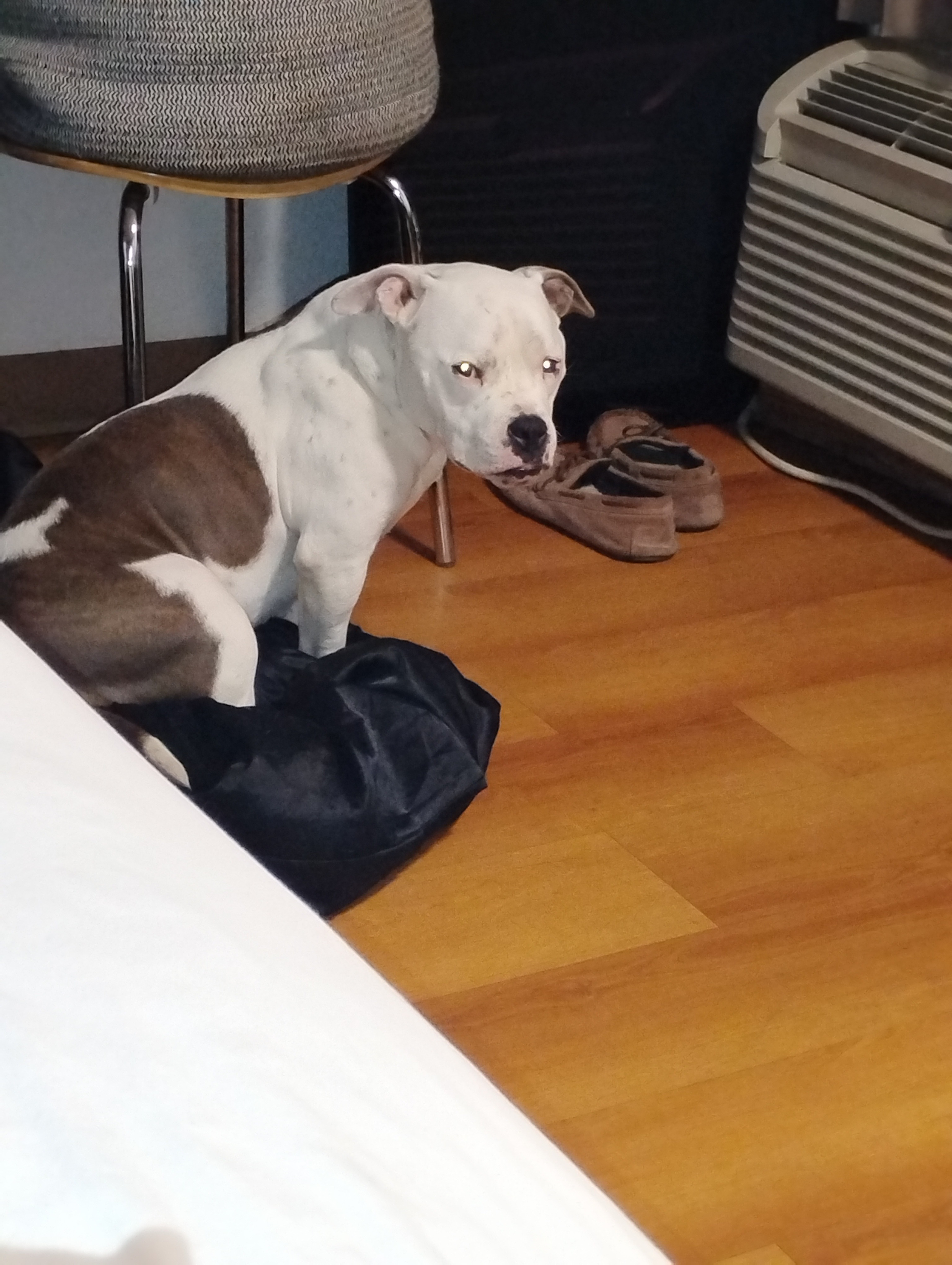 Help Hemi Get Life-Saving Surgery campaign photo, 5 of 8