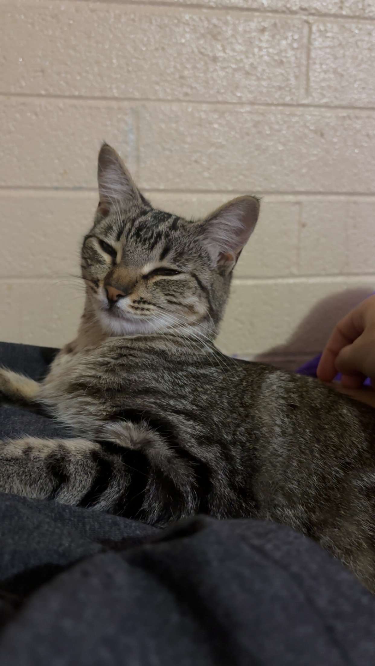 Nova Needs Her Surgery , Let’s Give Her 9 Lives campaign photo, 5 of 6