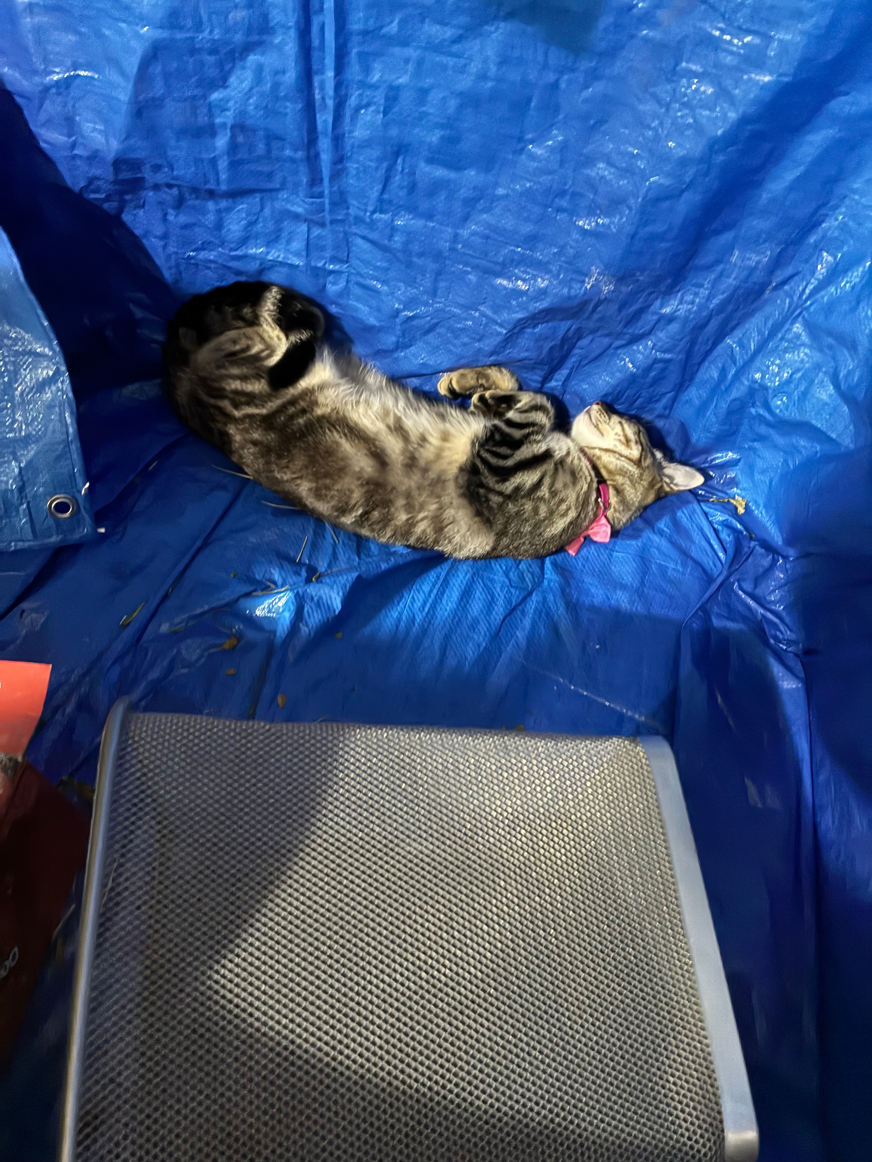 Nova Needs Her Surgery , Let’s Give Her 9 Lives campaign photo, 4 of 6