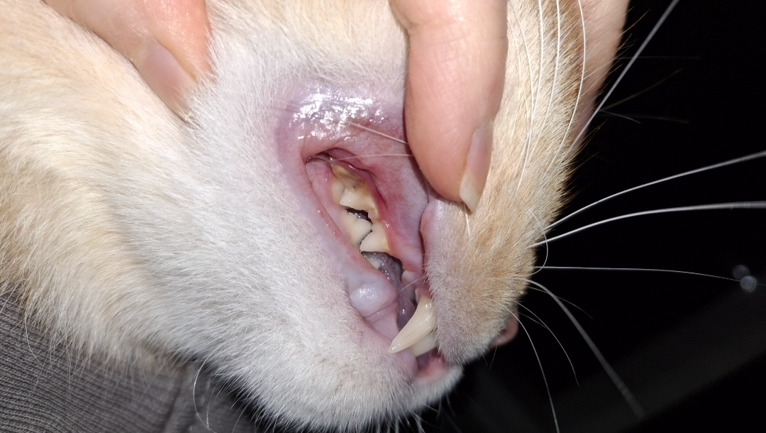 Emergency Surgery: Orange needs his teeth pulled! Pls help photo