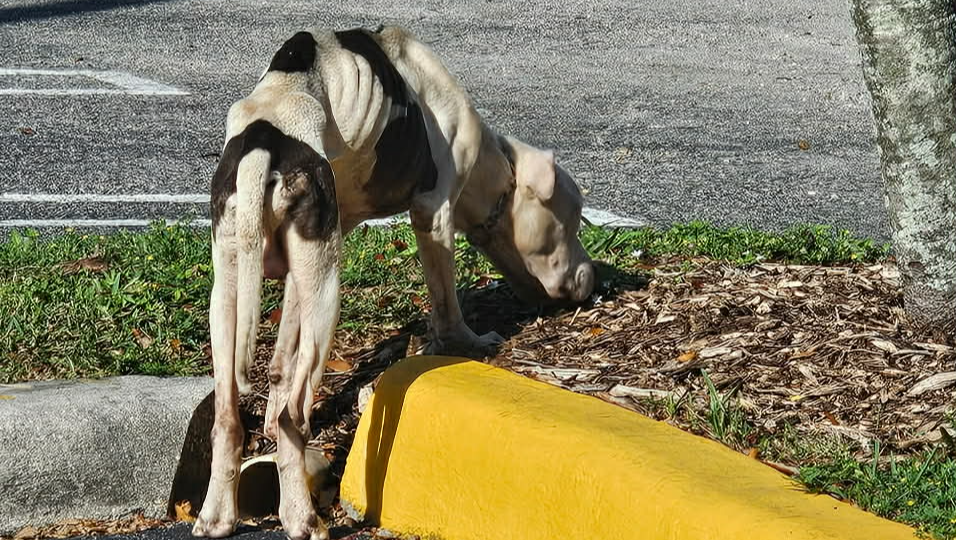 Urgent Help Needed for Rescuing Park Dog