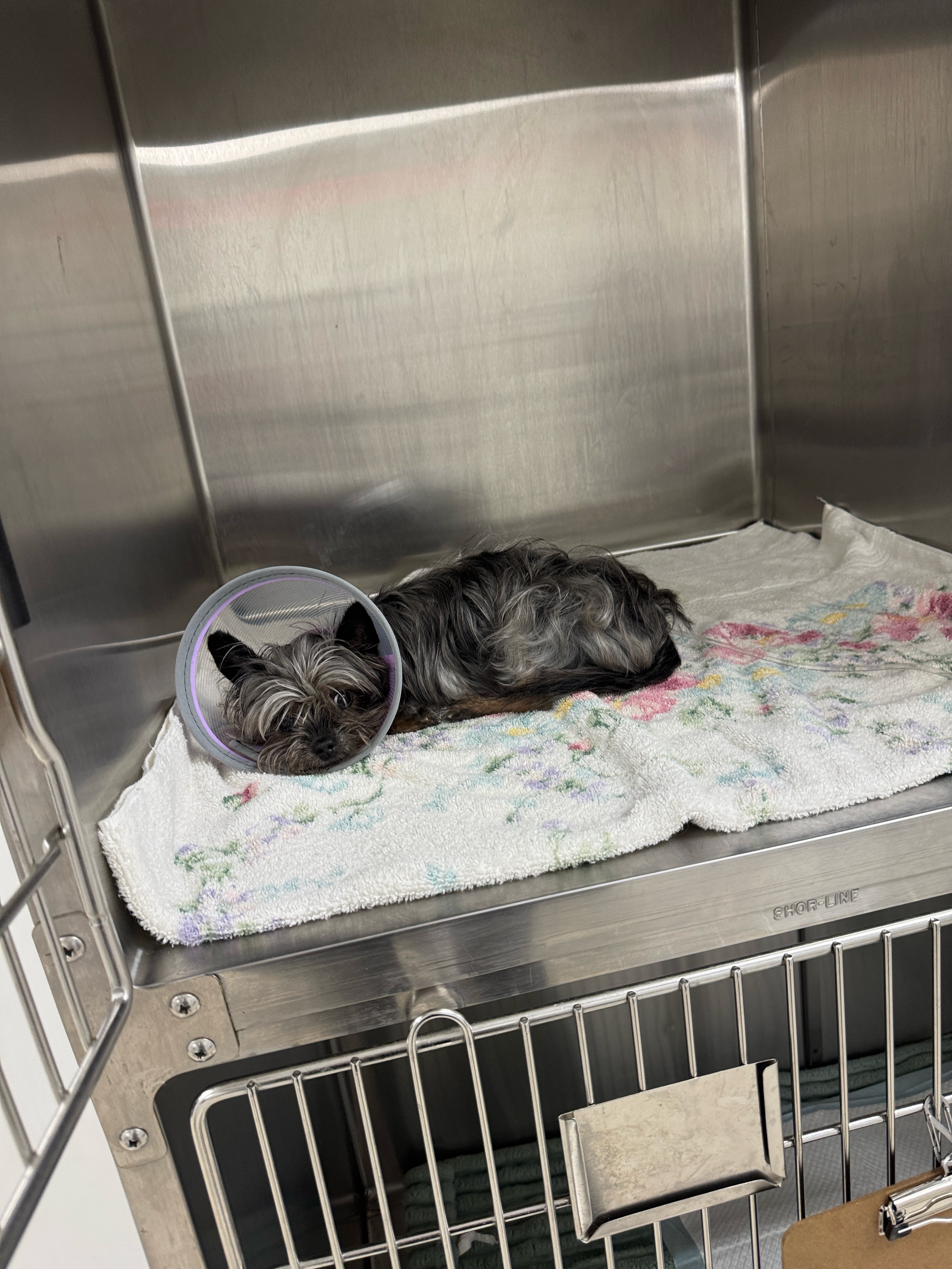 Help Save Starr’s Life with Urgent Surgery campaign photo, 6 of 7